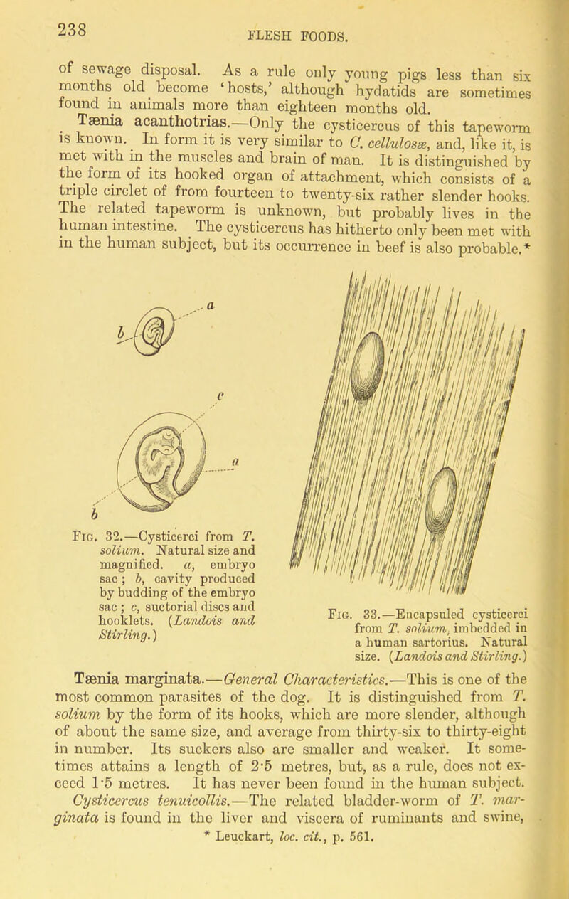 FLESH FOODS. of sewage disposal. As a rule only young pigs less than six months old become ‘hosts,’ although hydatids are sometimes found in animals more than eighteen months old. . taenia, acanthotrias.—Only the cysticercus of this tapeworm is known. _ In form it is very similar to C. cellulosse, and, like it, is met with in the muscles and brain of man. It is distinguished by the form of its hooked organ of attachment, which consists of a triple circlet of from fourteen to twenty-six rather slender hooks. The related tapeworm is unknown, but probably lives in the human intestine. . The cysticercus has hitherto only been met with in the human subject, but its occurrence in beef is also probable.* c Fig, 32.—Cysticerci from T. solium. Natural size and magnified. a, embryo sac; b, cavity produced by budding of the embryo sac ; c, suctorial discs and hooklets. (Landois and Stirling.) Fig. 33.—Eucapsuled cysticerci from T. solium, imbedded in a human sartorius. Natural size. (Landois and Stirling.) Taenia marginata.—General Characteristics.—This is one of the most common parasites of the dog. It is distinguished from T. solium by the form of its hooks, which are more slender, although of about the same size, and average from thirty-six to thirty-eight in number. Its suckers also are smaller and weaker. It some- times attains a length of 2‘5 metres, but, as a rule, does not ex- ceed T5 metres. It has never been found in the human subject. Cysticercus tenuicollis.—The related bladder-worm of T. mar- ginata is found in the liver and viscera of ruminants and swine,