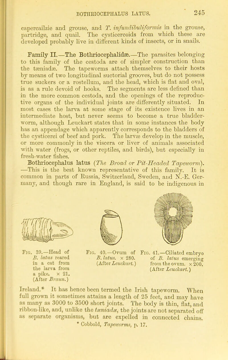 BOTHEIOCEPHALUS LATUS. capercailzie and grouse, and T. infundibuliformis in the grouse, partridge, and quail. The cysticercoids from which these are developed probably live in different kinds of insects, or in snails. Family II.—The Bothriocephalidse.—The parasites belonging to this family of the cestoda are of simpler construction than the tieniadae. The tapeworms attach themselves to their hosts by means of two longitudinal suctorial grooves, but do not possess true suckers or a rostellum, and the head, which is flat and oval, is as a rule devoid of hooks. The segments are less defined than in the more common cestoda, and the openings of the reproduc- tive organs of the individual joints are differently situated. In most cases the larva at some stage of its existence lives in an intermediate host, but never seems to become a true bladder- worm, although Leuckart states that in some instances the body has an appendage which apparently corresponds to the bladders of the cysticerci of beef and pork. The larvie develop in the muscle, or more commonly in the viscera or liver of animals associated with water (frogs, or other reptiles, and birds), but especially in fresh-water fishes. Bothriocephalus latus (The Broad or Pit-Headed Tapeworm). —This is the best known representative of this family. It is common in parts of Russia, Switzerland, Sweden, and jST.-E. Ger- many, and though rare in England, is said to be indigenous in Fig. 39.—Head of B. latus reared in a cat from the larva from a pike, x 21. (After Braun.) Fig. 40.—Ovum of Fig. 41.—Ciliated embryo B. latus. x 280. of B. latus emerging (After Leuckart.) from the ovum, x 200. (After Leuckart.) Ireland.* It has hence been termed the Irish tapeworm. When full grown it sometimes attains a length of 25 feet, and may have as many as 3000 to 3500 short joints. The body is thin, flat, and ribbon-like, and, unlike the txniadas, the joints are not separated off as separate organisms, but are expelled in connected chains. * Cobbold, Tapeworms, p. 17.