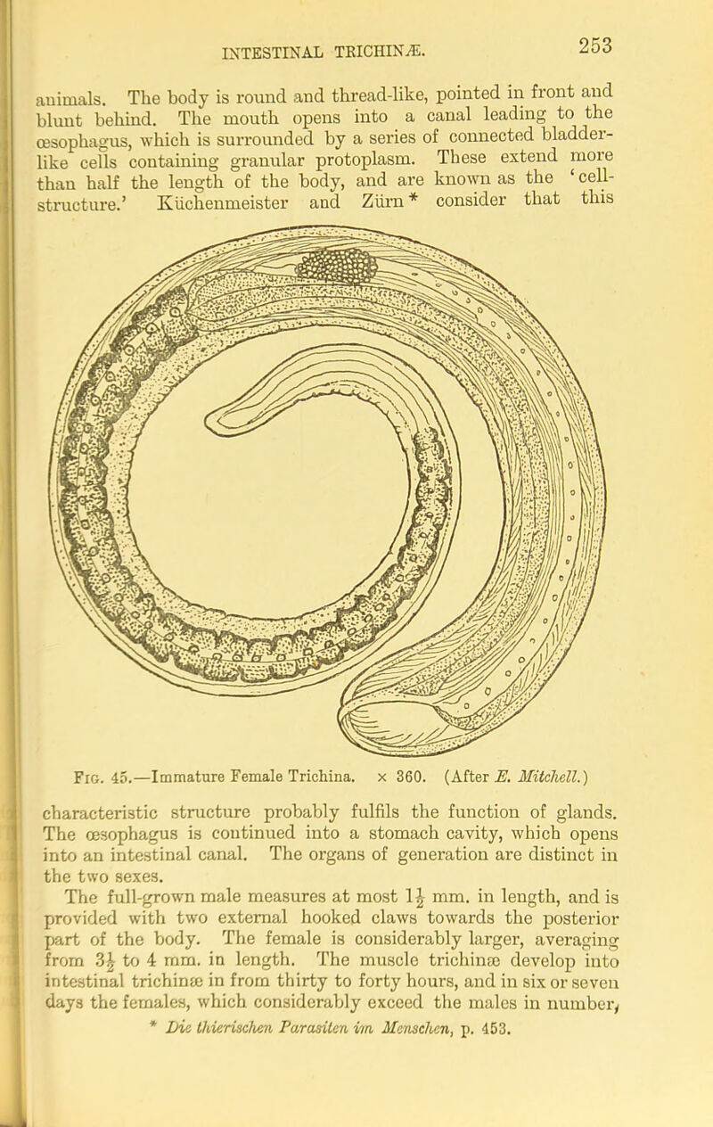 INTESTINAL TRICHINA!. auimals. The body is round and thread-like, pointed in front and blunt behind. The mouth opens into a canal leading to the oesophagus, which is surrounded by a series of connected bladder- like cells containing granular protoplasm. These extend more than half the length of the body, and are known as the ‘ cell- structure.’ Kiichenmeister and Ziirn * consider that this characteristic structure probably fulfils the function of glands. The oesophagus is continued into a stomach cavity, which opens into an intestinal canal. The organs of generation are distinct in the two sexes. The full-grown male measures at most 1 \ mm. in length, and is provided with two external hooked claws towards the posterior part of the body. The female is considerably larger, averaging from to 4 mm. in length. The muscle trichinae develop into intestinal trichinae in from thirty to forty hours, and in six or seven days the females, which considerably exceed the males in number, * Lie Ihierischen Parasilen vm Mensclien, p. 453.