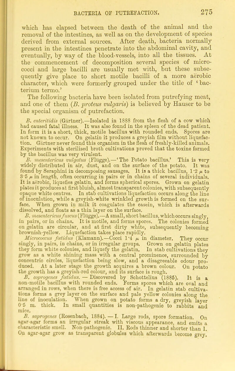 which has elapsed between the death of the animal and the removal of the intestines, as well as on the development of species derived from external sources. After death, bacteria normally present in the intestines penetrate into the abdominal cavity, and eventually, by way of the blood-vessels, into all the tissues. At the commencement of decomposition several species of micro- cocci and large bacilli are usually met with, but these subse- quently give place to short motile bacilli of a more aerobic character, which were formerly grouped under the title of ‘ bac- terium ter mo.’ The following bacteria have been isolated from putrefying meat, and one of them (B. proteus vulgaris) is believed by Hauser to be the special organism of putrefaction. B. enteritidis (Gartner).—Isolated in 18S8 from the flesh of a cow which had caused fatal illness. It was also found in the spleen of the dead patient. In form it is a short, thick, motile bacillus with rounded ends. Spores are not known to occur. On gelatin it produces a greyish film without liquefac- tion. Gartner never found this organism in the flesh of freshly-killed animals. Experiments with sterilised broth cultivations proved that the toxine formed by the bacillus was very virulent. B. mesentericus vulgatus (Fliigge).—‘The Potato bacillus.’ This is very widely distributed in air, dust, and on the surface of the potato. It was found by Seraphini in decomposing sausages. It is a thick bacillus, 1 2 ft to 3'5 p in length, often occurring in pairs or in chains of several individuals. It is aerobic, liquefies gelatin, and forms spherical spores. Grown on gelatin plates it produces at first bluish, almost transparent colonies, with subsequently opaque white centres. In stab cultivations liquefaction occurs along the line of inoculation, while a greyish-white wrinkled growth is formed on the sur- face. When grown in milk it coagulates the casein, which is afterwards dissolved, and floats as a thin layer on the surface. B. mesentericus fuscus (Fliigge). —A small, short bacillus, which occurs singly, in pairs, or in chains. It is motile, and forms spores. The colonies formed on gelatin are circular, and at first dirty white, subsequently becoming brownish-yellow. Liquefaction takes place rapidly. Micrococcus fcetidus (Klamann).—Cocci 1*4 ft in diameter. They occur singly, in pairs, in chains, or in irregular groups. Grown on gelatin plates they form white colonies, and liquefy the gelatin. In stab cultivations they grow as a white shining mass with a central prominence, surrounded by concentric circles, liquefaction being slow, and a disagreeable odour pro- duced. At a later stage the growth acquires a brown colour. On potato the growth has a greyish-red colour, and its surface is rough. B. coprogenes fcetidus. — Discovered by Schottelius (1885). It is a non-motile bacillus with rounded ends. Forms spores which are oval and arranged in rows, when there is free access of air. In gelatin stab cultiva- tions forms a grey layer on the surface and pale yellow colonies along the line of inoculation. When grown on potato forms a dry, greyish layer 0'5 m. thick. In small quantities is non-pathogenic to rabbits and mice. B. saprogenes (Rosenbach, 1884).—I. Large rods, spore formation. On agar-agar forms an irregular streak with viscous appearance, and emits a characteristic smell. Non-pathogenic. II. Rods thinner and shorter than I. On agar-agar grow as transparent globules which afterwards become grey!