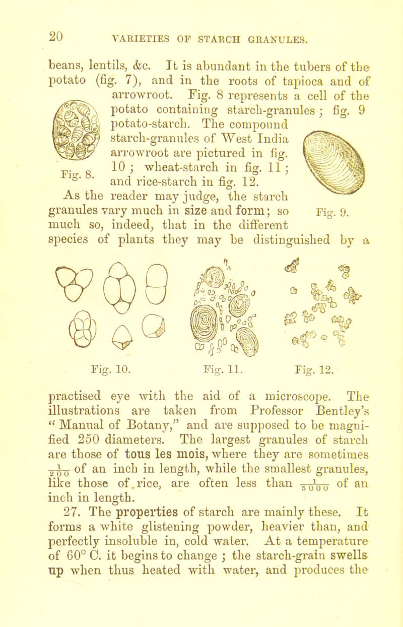 VARIETIES OF STARCH GRANULES. beans, lentils, <fcc. It is abundant in the tubers of the potato (fig. 7), and in the roots of tapioca and of arrowroot. Fig. 8 represents a cell of the potato containing starch-granules; fig. 9 potato-starch. The compound starch-granules of West India arrowroot are pictured in fig. 10 ; wheat-starch in fig. 11 ; and rice-starch in fig. 12. reader may judge, the starch granules vary much in size and form; so much so, indeed, that in the different species of plants they may be Fig. 9. distinguished by Fig. 10. practised eye with the aid of a microscope. The illustrations are taken from Professor Bentley’s “ Manual of Botany,” and are supposed to be magni- fied 250 diameters. The lai'gest granules of starch are those of toils les mois, where they are sometimes 2-Iq- of an inch in length, while the smallest granules, like those of.rice, are often less than -g-p1^ of an inch in length. 27. The properties of starch are mainly these. It forms a white glistening powdei', heavier than, and perfectly insoluble in, cold water. At a temperature of 60° C. it begins to change ; the starch-grain swells up when thus heated with water, and produces the