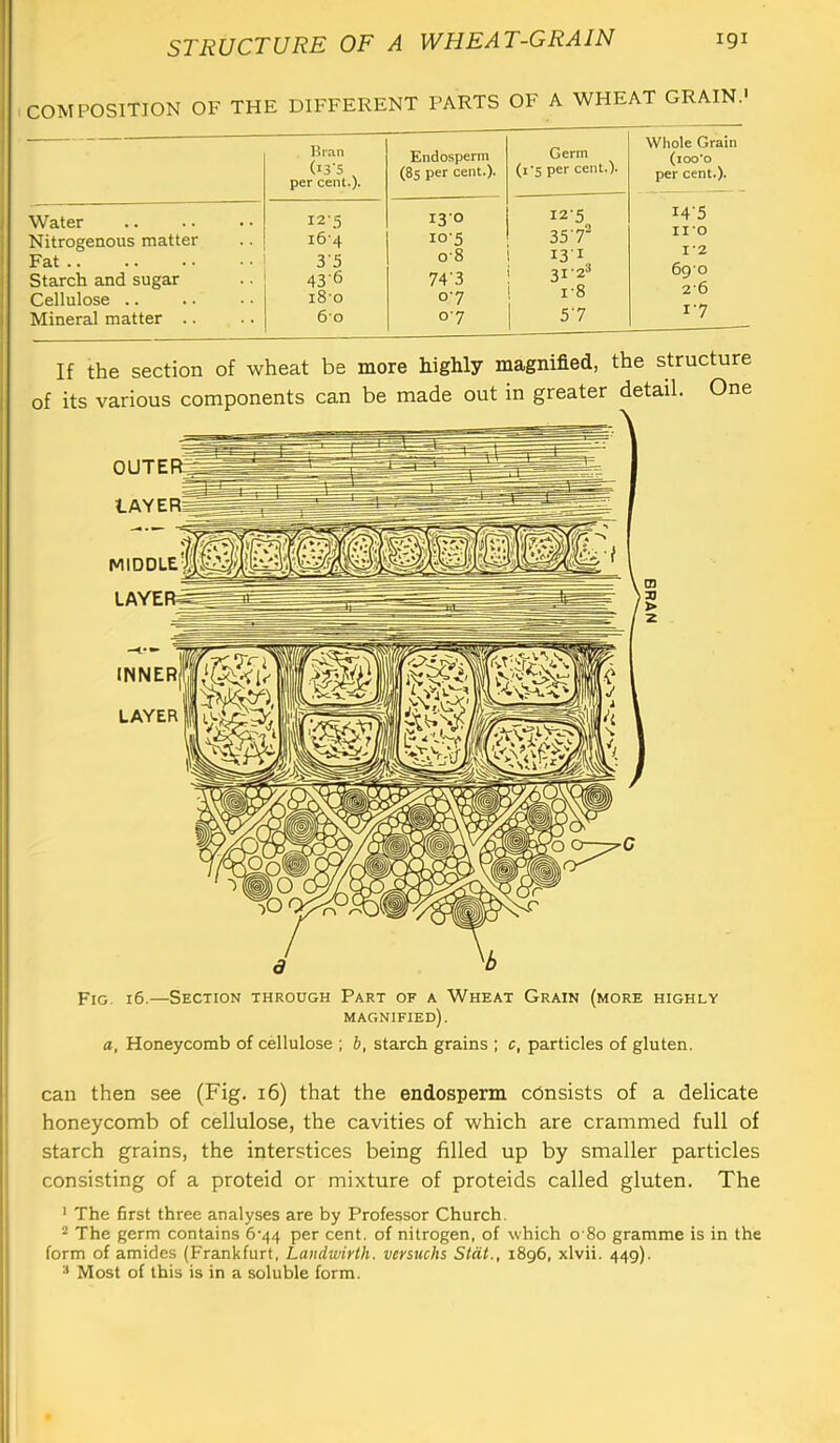 COMPOSITION OF THE DIFFERENT PARTS OF A WHEAT GRAIN.' Water Nitrogenous matter Fat Starch and sugar Cellulose .. Mineral matter .. Bran (13-5 per cent.)* Endosperm (8s per cent.). Germ (I’S per cent.). I2'5 13-0 12-5 i6'4 105 35 7^ 3'5 0-8 I3I 436 74'3 180 07 18 60 07 5 7 Whole Grain (lOO'O per cent.). I4’5 no 1-2 6go 26 17 If the section of wheat be more highly magnified, the structure of its various components can be made out in greater detail. One Fig. 16.—Section through Part of a Wheat Grain (more highly magnified). a, Honeycomb of cdlulose ; b, starch grains ; c, particles of gluten. can then see (Fig. 16) that the endosperm consists of a delicate honeycomb of cellulose, the cavities of which are crammed full of starch grains, the interstices being filled up by smaller particles consisting of a proteid or mixture of proteids called gluten. The ’ The first three analyses are by Professor Church. * The germ contains 6*44 per cent, of nitrogen, of which 0 80 gramme is in the form of amides (Frankfurt, Landwirth. versuchs Stdt., 1896, xlvii. 449). » Most of this is in a soluble form.