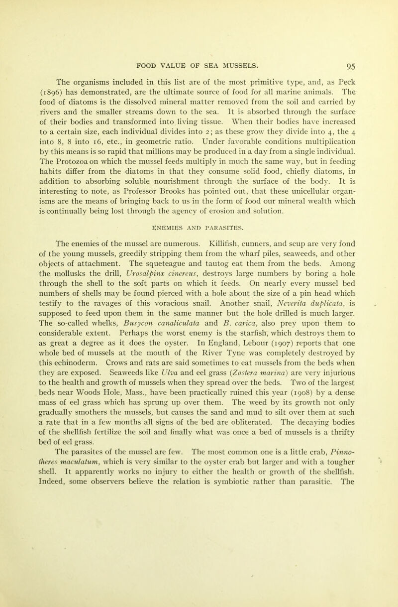 The organisms included in this list are of the most primitive type, and, as Peck (1896) has demonstrated, are the ultimate source of food for all marine animals. The food of diatoms is the dissolved mineral matter removed from the soil and carried by rivers and the smaller streams down to the sea. It is absorbed through the surface of their bodies and transformed into living tissue. When their bodies have increased to a certain size, each individual divides into 2; as these grow they divide into 4, the 4 into 8, 8 into 16, etc., in geometric ratio. Under favorable conditions multiplication by this means is so rapid that millions may be produced in a day from a single individual. The Protozoa on which the mussel feeds multiply in much the same way, but in feeding habits differ from the diatoms in that they consume solid food, chiefly diatoms, in addition to absorbing soluble nourishment through the surface of the body. It is interesting to note, as Professor Brooks has pointed out, that these unicellular organ- isms are the means of bringing back to us in the form of food our mineral wealth which is continually being lost through the agency of erosion and solution. ENEMIES AND PARASITES. The enemies of the mussel are numerous. Killifish, cunners, and scup are very fond of the young mussels, greedily stripping them from the wharf piles, seaweeds, and other objects of attachment. The squeteague and tautog eat them from the beds. Among the mollusks the drill, Urosalpinx cinereus, destroys large numbers by boring a hole through the shell to the soft parts on which it feeds. On nearly every mussel bed numbers of shells may be found pierced with a hole about the size of a pin head which testify to the ravages of this voracious snail. Another snail, Neverila duplicala, is supposed to feed upon them in the same manner but the hole drilled is much larger. The so-called whelks, Busycon canaliculata and B. carica, also prey upon them to considerable extent. Perhaps the worst enemy is the starfish, which destroys them to as great a degree as it does the oyster. In England, Lebour (1907) reports that one whole bed of mussels at the mouth of the River Tyne was completely destroyed by this echinoderm. Crows and rats are said sometimes to eat mussels from the beds when they are exposed. Seaweeds like Ulva and eel grass (Zostera marina) are very injurious to the health and growth of mussels when they spread over the beds. Two of the largest beds near Woods Hole, Mass., have been practically ruined this year (1908) by a dense mass of eel grass which has sprung up over them. The weed by its growth not only gradually smothers the mussels, but causes the sand and mud to silt over them at such a rate that in a few months all signs of the bed are obliterated. The decaying bodies of the shellfish fertilize the soil and finally what was once a bed of mussels is a thrifty bed of eel grass. The parasites of the mussel are few. The most common one is a little crab, Pinno- theres maculatum, which is very similar to the oyster crab but larger and with a tougher shell. It apparently works no injury to either the health or growth of the shellfish. Indeed, some observers believe the relation is symbiotic rather than parasitic. The