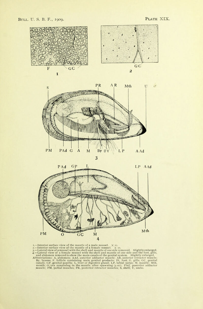 3 1. —Interior surface view of the mantle of a male mussel. X 10. 2. —Interior surface view of the mantle of a female mussel. X 10. 3. —Lateral view of a mussel with the shell and mantle of one side removed. Slightly enlarged. 4. —Lateral view of a female mussel with the shell and mantle of one side and the foot, gills, and abdomen removed to show the main canals of the genital system. Slightly enlarged. Abbreviations: A, abdomen; AAd. anterior adductor muscle: AR. anterior retractor muscle; By, byssus; F, follicle containing male genital products; Ft, foot; G, gills; GC. genital canals; GP, genital papilla; L. liver or digestive gland; LP, labial palps; M, mantle; Mth. mouth; O, ova remaining in the mantle after spawning (4 cc); PAd, posterior adductor muscle; PM, pallial muscles; PR, posterior retractor muscles; S, shell; U, umbo.