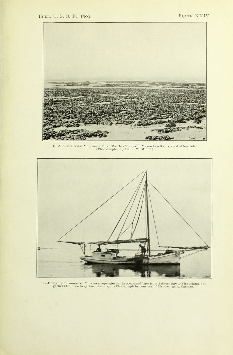 1.—A mussel bed at Menemsha Fond, Marthas Vineyard, Massachusetts, exposed at low tide. (Photographed by Dr. R. W. Miner.) 2.—Dredging for mussels. This vessel operates on tlieocean and baysfrom Princes Hay to hire Island, and gathers from 200 to 250 bushels a day. (Photograph by courtesy of Mr. George A. Carman.)