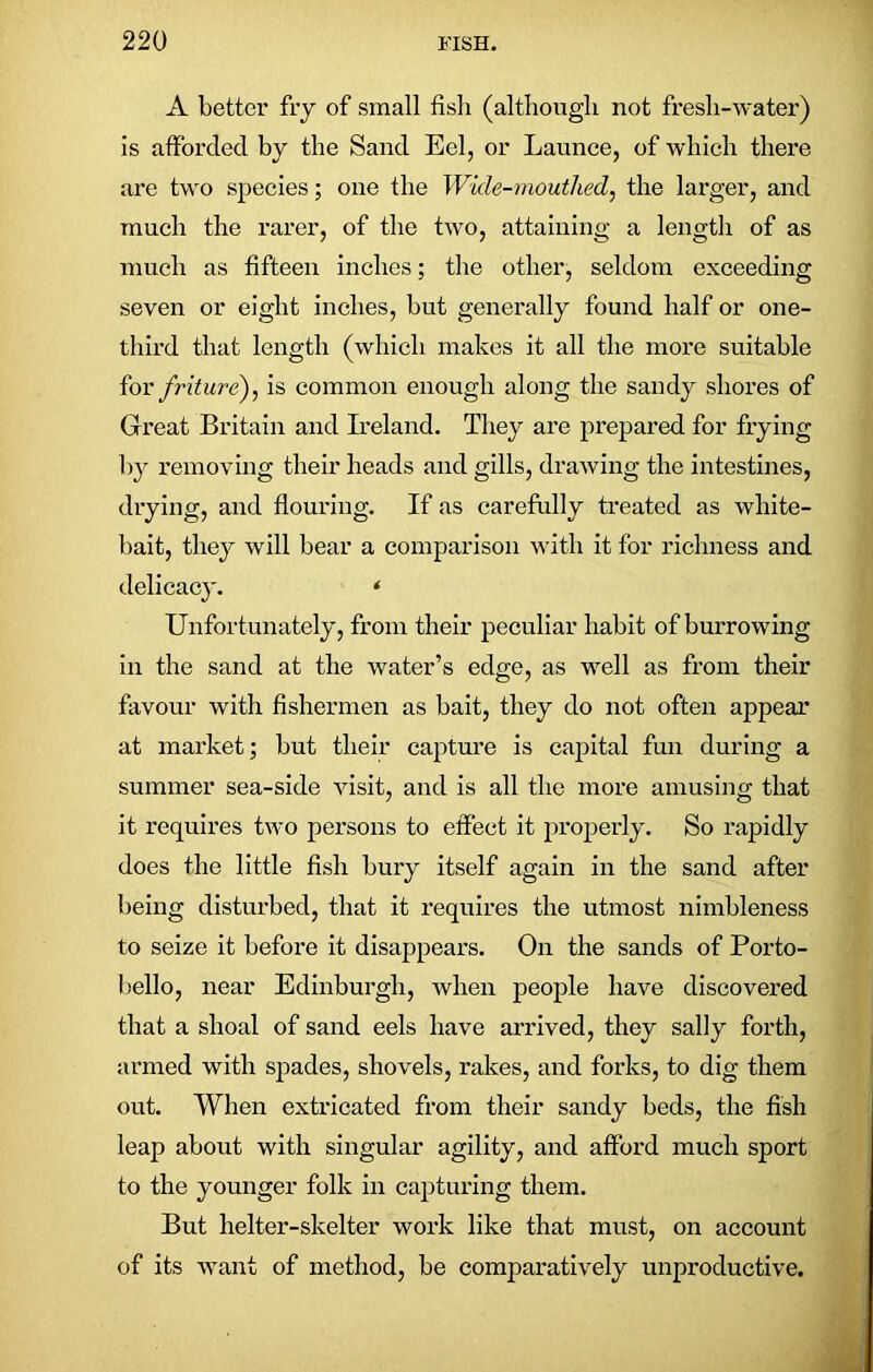 A better fry of small fish (although not fresh-water) is afforded by the Sand Eel, or Launce, of which there are two species; one the Wide-mouthed, the larger, and much the rarer, of the two, attaining a length of as much as fifteen inches; the other, seldom exceeding seven or eight inches, but generally found half or one- third that length (which makes it all the more suitable for friture), is common enough along the sandy shores of Great Britain and Ireland. They are prepared for frying by removing their heads and gills, drawing the intestines, drying, and flouring. If as carefully treated as white- bait, they will bear a comparison with it for richness and delicacy. * Unfortunately, from their peculiar habit of burrowing in the sand at the water’s edge, as well as from their favour with fishermen as bait, they do not often appear at market; but their capture is capital fun during a summer sea-side visit, and is all the more amusing that it requires two persons to effect it properly. So rapidly does the little fish bury itself again in the sand after being disturbed, that it requires the utmost nimbleness to seize it before it disappears. On the sands of Porto- bello, near Edinburgh, when people have discovered that a shoal of sand eels have arrived, they sally forth, armed with spades, shovels, rakes, and forks, to dig them out. When extricated from their sandy beds, the fish leap about with singular agility, and afford much sport to the younger folk in capturing them. But helter-skelter work like that must, on account of its want of method, be comparatively unproductive.