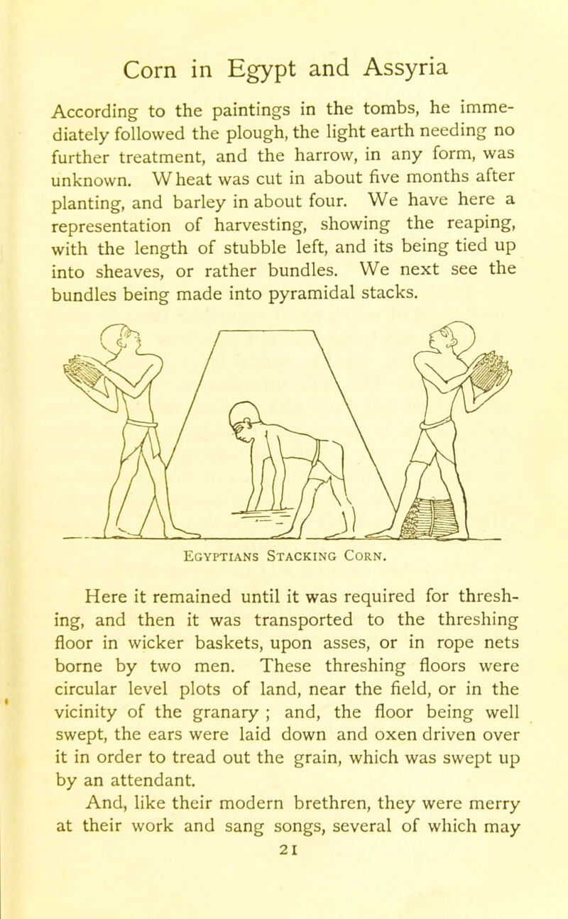 Corn in Egypt and Assyria According to the paintings in the tombs, he imme- diately followed the plough, the light earth needing no further treatment, and the harrow, in any form, was unknown. Wheat was cut in about five months after planting, and barley in about four. We have here a representation of harvesting, showing the reaping, with the length of stubble left, and its being tied up into sheaves, or rather bundles. We next see the bundles being made into pyramidal stacks. Here it remained until it was required for thresh- ing, and then it was transported to the threshing floor in wicker baskets, upon asses, or in rope nets borne by two men. These threshing floors were circular level plots of land, near the field, or in the vicinity of the granary ; and, the floor being well swept, the ears were laid down and oxen driven over it in order to tread out the grain, which was swept up by an attendant. And, like their modern brethren, they were merry at their work and sang songs, several of which may