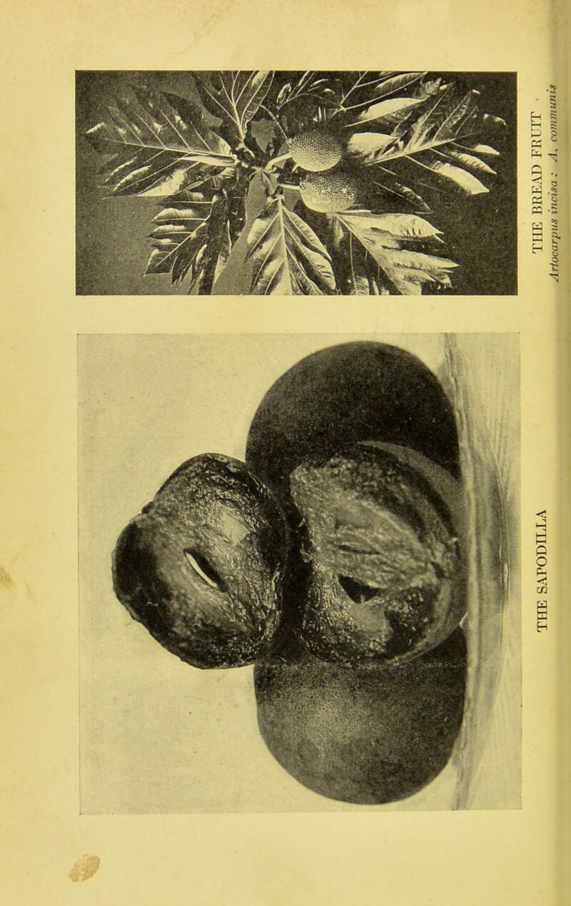 THE SAl’ODII.LA BREAD FRITT ylrtocarpus incisa : yl, comtnunis