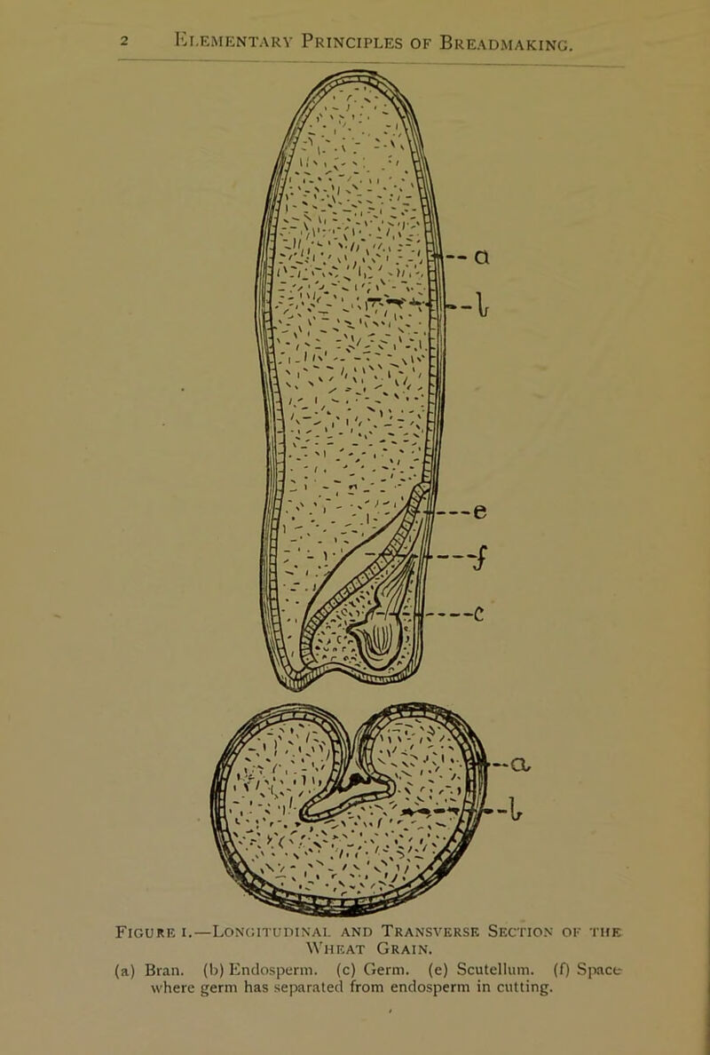 Figure i.—LoNciTuniNAi. and Transverse Section of the Wheat Grain. (a) Bran, (b) Endosperm, (c) Germ, (e) Scutellum. (f) Space where germ has separated from endosperm in cutting.