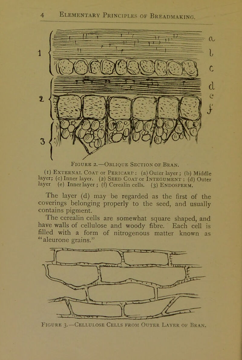 (i) External Coat or Pericarp : (a) Outer layer; (b) Middle layer; (c) Inner layer. (2) Seed Coat or Integument : (d) Outer layer (e) Inner layer; (f) Cerealin cells. (3) Endosperm. The layer (d) may be regarded as the first of the coverings belonging properly to the seed, and usually contains pigment. The cerealin cells are somewhat square shaped, and have walls of cellulose and woody fibre. Each cell is filled with a form of nitrogenous matter known as “aleurone grains.”