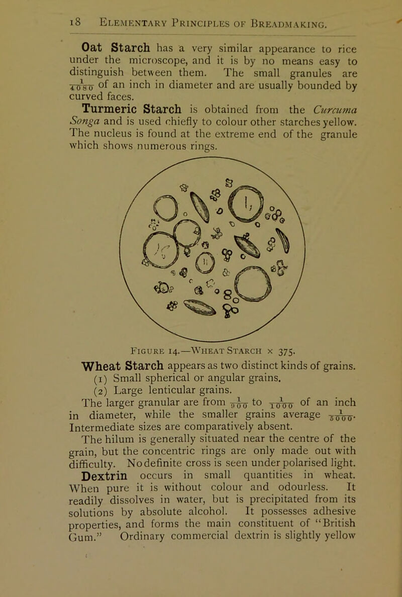 Oat Starch has a very similar appearance to rice under the microscope, and it is by no means easy to distinguish between them. The small granules are roVg of inch in diameter and are usually bounded by curved faces. Turmeric Starch is obtained from the Curcuma Songa and is used chiefly to colour other starches yellow. The nucleus is found at the extreme end of the granule which shows numerous rings. Figure 14.—Wheat Starch x 375. Wheat Starch appears as two distinct kinds of grains. (1) Small spherical or angular grains, (2) Large lenticular grains. The larger granular are from to of inch in diameter, while the smaller grains average Intermediate sizes are comparatively absent. The hilum is generally situated near the centre of the grain, but the concentric rings are only made out with difficulty. Nodefinite cross is seen under polarised light. Dextrin occurs in small quantities in wheat. When pure it is without colour and odourless. It readily dissolves in water, but is precipitated from its solutions by absolute alcohol. It possesses adhesive properties, and forms the main constituent of “British Gum.” Ordinary commercial dextrin is slightly yellow