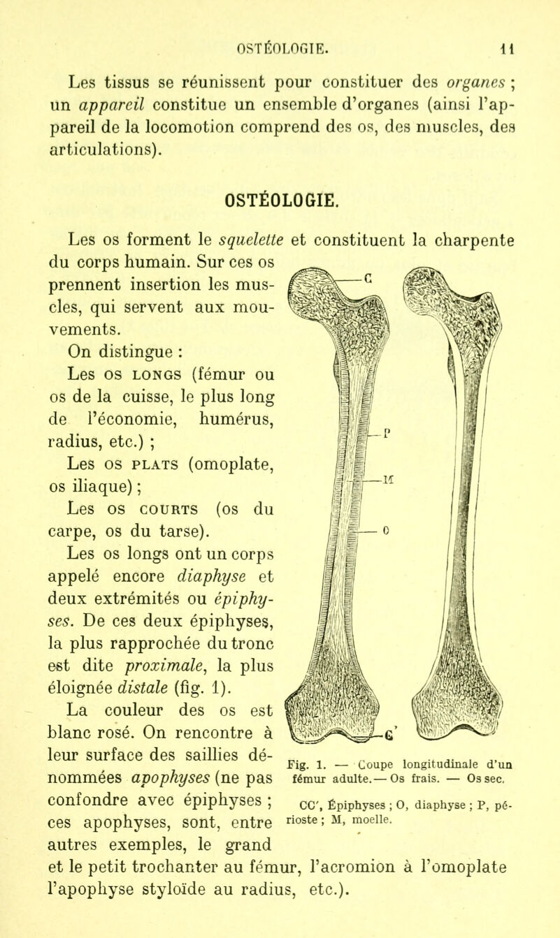 Les tissus se réunissent pour constituer des organes ; un appareil constitue un ensemble d’organes (ainsi l’ap- pareil de la locomotion comprend des os, des muscles, des articulations). OSTEOLOGIE. Les os forment le squelette et constituent la charpente du corps humain. Sur ces os prennent insertion les mus- cles, qui servent aux mou- vements. On distingue : Les os longs (fémur ou os de la cuisse, le plus long de l’économie, humérus, radius, etc.) ; Les os plats (omoplate, os iliaque) ; Les os courts (os du carpe, os du tarse). Les os longs ont un corps appelé encore diaphyse et deux extrémités ou épiphy- ses. De ces deux épiphyses, la plus rapprochée du tronc est dite proximale, la plus éloignée distale (fîg. 1). La couleur des os est blanc rosé. On rencontre à leur surface des saillies dé- nommées apophyses (ne pas confondre avec épiphyses ; ces apophyses, sont, entre autres exemples, le grand et le petit trochanter au fémur, l’acromion à l’omoplate l’apophyse styloïde au radius, etc.). Fig. 1. — Coupe longitudinale d’un fémur adulte.— Os frais. — Os sec. CC', Épiphyses ; O, diaphyse ; P, pé- rioste ; M, moelle.