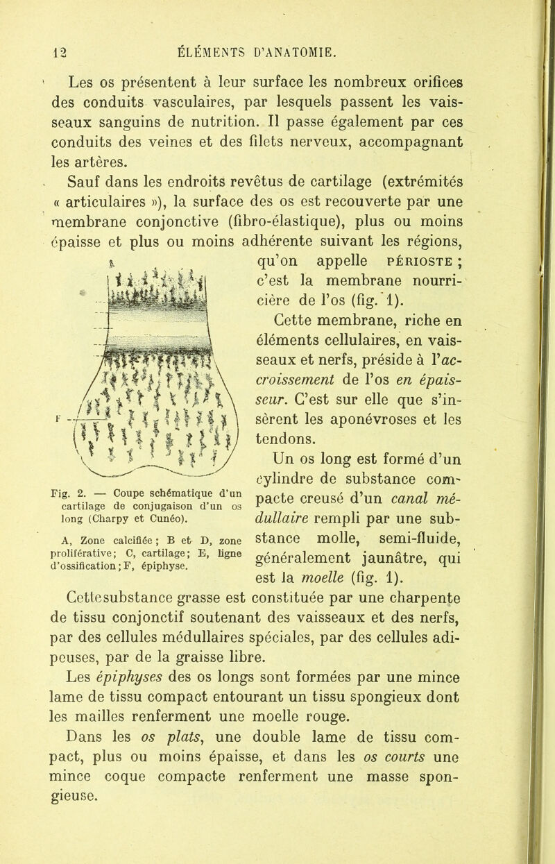 ' Les os présentent à leur surface les nombreux orifices des conduits vasculaires, par lesquels passent les vais- seaux sanguins de nutrition. Il passe également par ces conduits des veines et des filets nerveux, accompagnant les artères. Sauf dans les endroits revêtus de cartilage (extrémités « articulaires »), la surface des os est recouverte par une membrane conjonctive (fibro-élastique), plus ou moins épaisse et plus ou moins adhérente suivant les régions, qu’on appelle périoste ; c’est la membrane nourri- cière de l’os (fig. 1). Cette membrane, riche en éléments cellulaires, en vais- seaux et nerfs, préside à Vac- croissement de l’os en épais- seur. C’est sur elle que s’in- sèrent les aponévroses et les tendons. Un os long est formé d’un cylindre de substance com- pacte creusé d’un canal mé- dullaire rempli par une sub- stance molle, semi-fluide, généralement jaunâtre, qui est la moelle (fig. 1). Cette substance grasse est constituée par une charpente de tissu conjonctif soutenant des vaisseaux et des nerfs, par des cellules médullaires spéciales, par des cellules adi- peuses, par de la graisse libre. Les épiphyses des os longs sont formées par une mince lame de tissu compact entourant un tissu spongieux dont les mailles renferment une moelle rouge. Dans les os plats, une double lame de tissu com- pact, plus ou moins épaisse, et dans les os courts une mince coque compacte renferment une masse spon- gieuse. Fig. 2. — Coupe schématique d’un cartilage de conjugaison d’un os long (Charpy et Cunéo). A, Zone calcifiée ; B et D, zone proliférative; C, cartilage; E, ligne d’ossification ; F, épiphyse.