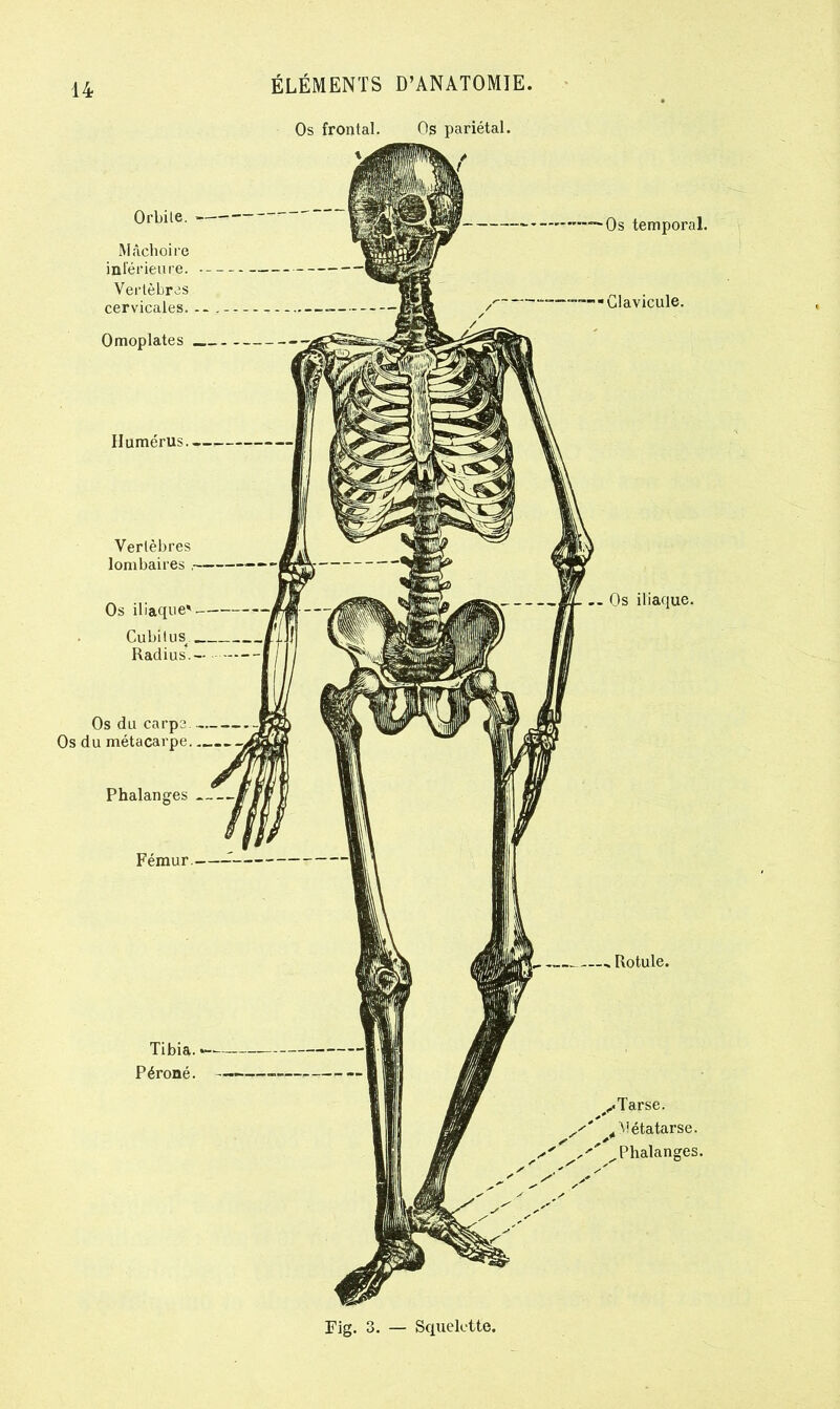 Os frontal. Os pariétal. Orbite Os du carp Os du métacarpe Tibia Péroné — Os temporal. ■Clavicule. - Os iliaque. Rotule. ^ Tarse. 4 Métatarse. ^Phalanges. Fig. 3. — Squelette.