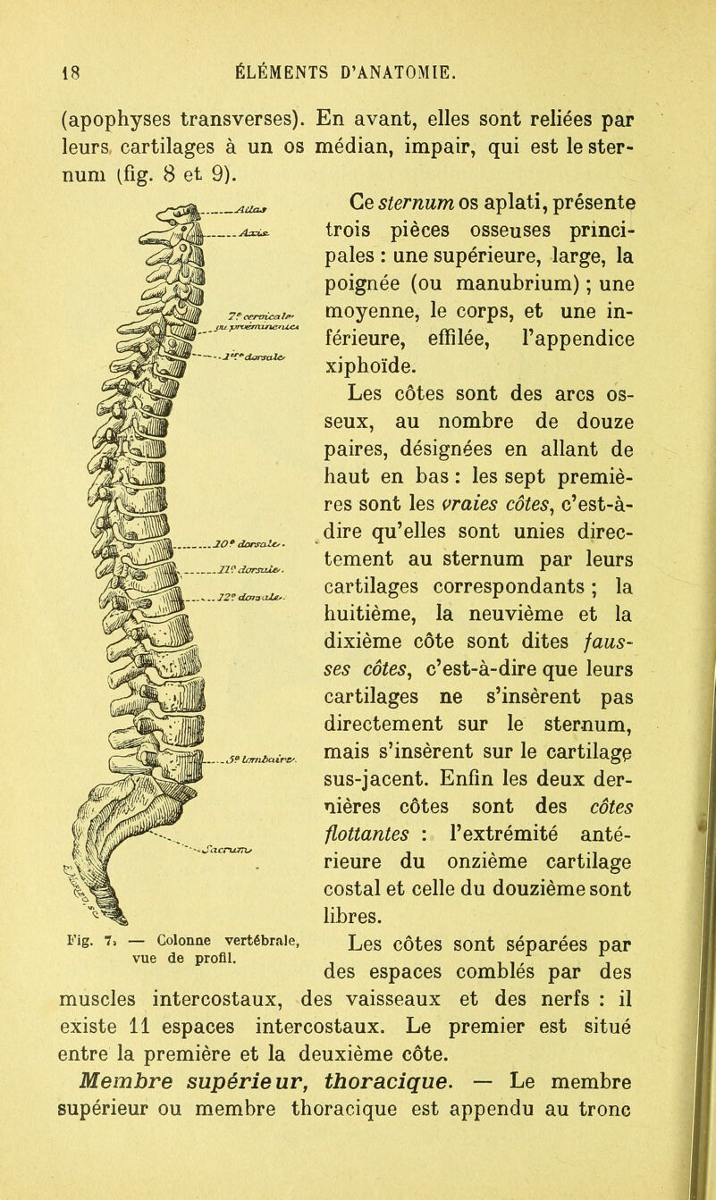 7? cervicale’ _ ou pruérmneruct 8 70? dorsale/■ .11? dorsale/. .12? dmaale/- (apophyses transverses). En avant, elles sont reliées par leurs, cartilages à un os médian, impair, qui est le ster- num (fig. 8 et 9). Ce sternum os aplati, présente trois pièces osseuses princi- pales : une supérieure, large, la poignée (ou manubrium) ; une moyenne, le corps, et une in- férieure, effilée, l’appendice xiphoïde. Les côtes sont des arcs os- seux, au nombre de douze paires, désignées en allant de haut en bas : les sept premiè- res sont les vraies côtes, c’est-à- dire qu’elles sont unies direc- tement au sternum par leurs cartilages correspondants ; la huitième, la neuvième et la dixième côte sont dites faus- ses côtes, c’est-à-dire que leurs cartilages ne s’insèrent pas directement sur le sternum, mais s’insèrent sur le cartilage sus-jacent. Enfin les deux der- nières côtes sont des côtes flottantes : l’extrémité anté- rieure du onzième cartilage costal et celle du douzième sont libres. Les côtes sont séparées par des espaces comblés par des muscles intercostaux, des vaisseaux et des nerfs : il existe 11 espaces intercostaux. Le premier est situé entre la première et la deuxième côte. Membre supérieur, thoracique. — Le membre supérieur ou membre thoracique est appendu au tronc d? lorribair'iy — Colonne vertébrale, vue de profil.