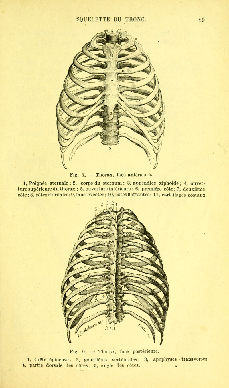 ij Poignée sternale ; 2, corps du sternum ; 3, aopendice xiphoïde ; 4, ouver- ture supérieure du thorax ; 5, ouverture inférieure ; 6, première côte; 7, deuxième côte; 8, côtes sternales ; 9, fausses côtes ; 10, côtes flottantes ; 11, cart ilages costaux Fig. 9. — Thorax, face postérieure. 1, Crête épineuse : 2, gouttières vertébrales ; 3, apophyses transverses i, partie dorsale des côtes ; 5, angle des côtes. (