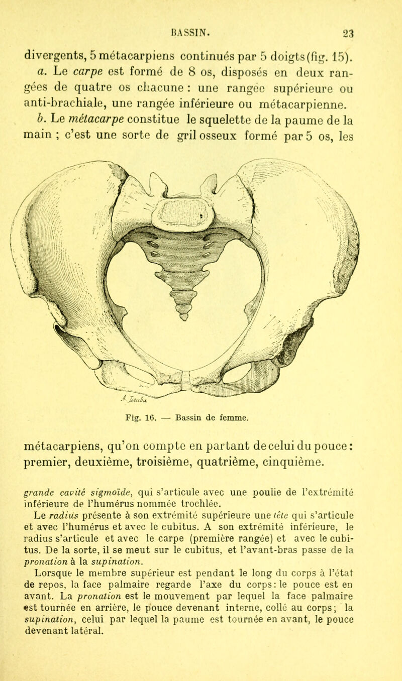 divergents, 5 métacarpiens continués par 5 doigts(fig. 15). a. Le carpe est formé de 8 os, disposés en deux ran- gées de quatre os chacune : une rangée supérieure ou anti-brachiale, une rangée inférieure ou métacarpienne. b. Le métacarpe constitue le squelette de la paume de la main ; c’est une sorte de gril osseux formé par 5 os, les Fig. 16. — Bassin de femme. métacarpiens, qu’on compte en partant de celui du pouce: premier, deuxième, troisième, quatrième, cinquième. grande cavité sigmoïde, qui s’articule avec une poulie de l’extrémité inférieure de l’humérus nommée trochlée. Le radius présente à son extrémité supérieure une tête qui s’articule et avec l’humérus et avec le cubitus. A son extrémité inférieure, le radius s’articule et avec le carpe (première rangée) et avec le cubi- tus. De la sorte, il se meut sur le cubitus, et l’avant-bras passe de la pronation à la supination. Lorsque le membre supérieur est pendant le long du corps à l’état de repos, la face palmaire regarde l’axe du corps: le pouce est en avant. La pronation est le mouvement par lequel la face palmaire est tournée en arrière, le pouce devenant interne, collé au corps ; la supination, celui par lequel la paume est tournée en avant, le pouce devenant latéral.