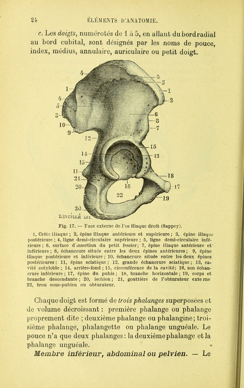 c. Les doigts, numérotés de 1 à 5, en allant du bord radial au bord cubital, sont désignés par les noms de pouce, index, médius, annulaire, auriculaire ou petit doigt. Fig. 17. — Face externe de'l’os iliaque droit (Sappey). 1, Crête iliaque ; 2, épine iliaque antérieure et supérieure ; 3, épine iliaque postérieure ; 4, ligne demi-circulaire supérieure ; 5, ligne demi-circulaire infé- rieure ; 6, surface d'insertion du petit fessier; 7, épine iliaque antérieure et' inférieure ; 8, échancrure située entre les deux épines antérieures ; 9, épine iliaque postérieure et inférieure ; 10, échancrure située entre les deux épines postérieures ; 11, épine sciatique ; 12, grande échancrure sciatique ; 13, ca- vité cotyloïde ; 14, arrière-fond ; 15, circonférence de la cavité; 16, son échan- crure inférieure ; 17, épine du pubis ; 18, branche horizontale ; 19, corps et branche descendante ; 20, ischion ; 21, gouttière de l’obturateur exte me 22, trou sous-pubien ou obturateur. Chaque doigt est formé de trois phalanges superposées et de volume décroissant : première phalange ou phalange proprement dite ; deuxième phalange ou phalangine; troi- sième phalange, phalangette ou phalange unguéale. Le pouce n’a que deux phalanges: la deuxième phalange et la phalange unguéale. Membre inférieur, abdominal ou pelvien. — Le