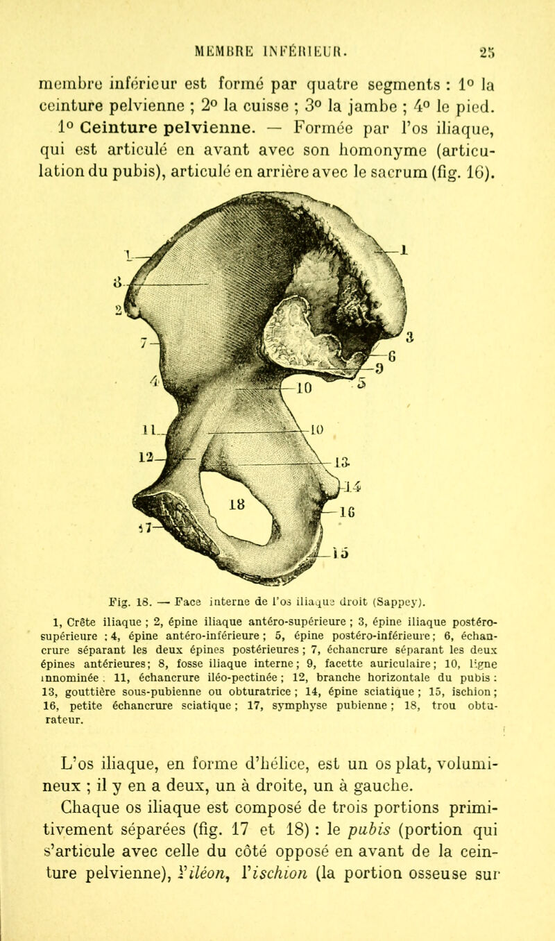 membre inférieur est formé par quatre segments : 1° la ceinture pelvienne ; 2° la cuisse ; 3° la jambe ; 4° le pied. 1° Ceinture pelvienne. — Formée par l’os iliaque, qui est articulé en avant avec son homonyme (articu- lation du pubis), articulé en arrière avec le sacrum (fig. 16). Fig. 18. — Face interne de l’os iliaque droit (Sappey). 1, Crête iliaque ; 2, épine iliaque antéro-supérieure ; 3, épine iliaque postéro- eupérieure : 4, épine antéro-inférieure ; 5, épine postéro-inférieure ; 6, échan- crure séparant les deux épines postérieures ; 7, échancrure séparant les deux épines antérieures; 8, fosse iliaque interne; 9, facette auriculaire; 10, ligne innommée . 11, échancrure iléo-pectinée ; 12, branche horizontale du pubis : 13, gouttière sous-pubienne ou obturatrice ; 14, épine sciatique ; 15, ischion ; 16, petite échancrure sciatique ; 17, symphyse pubienne ; 18, trou obtu- rateur. L’os iliaque, en forme d’hélice, est un os plat, volumi- neux ; il y en a deux, un à droite, un à gauche. Chaque os iliaque est composé de trois portions primi- tivement séparées (fig. 17 et 18) : le pubis (portion qui s’articule avec celle du côté opposé en avant de la cein- ture pelvienne), ïiléon, Yischion (la portion osseuse sur