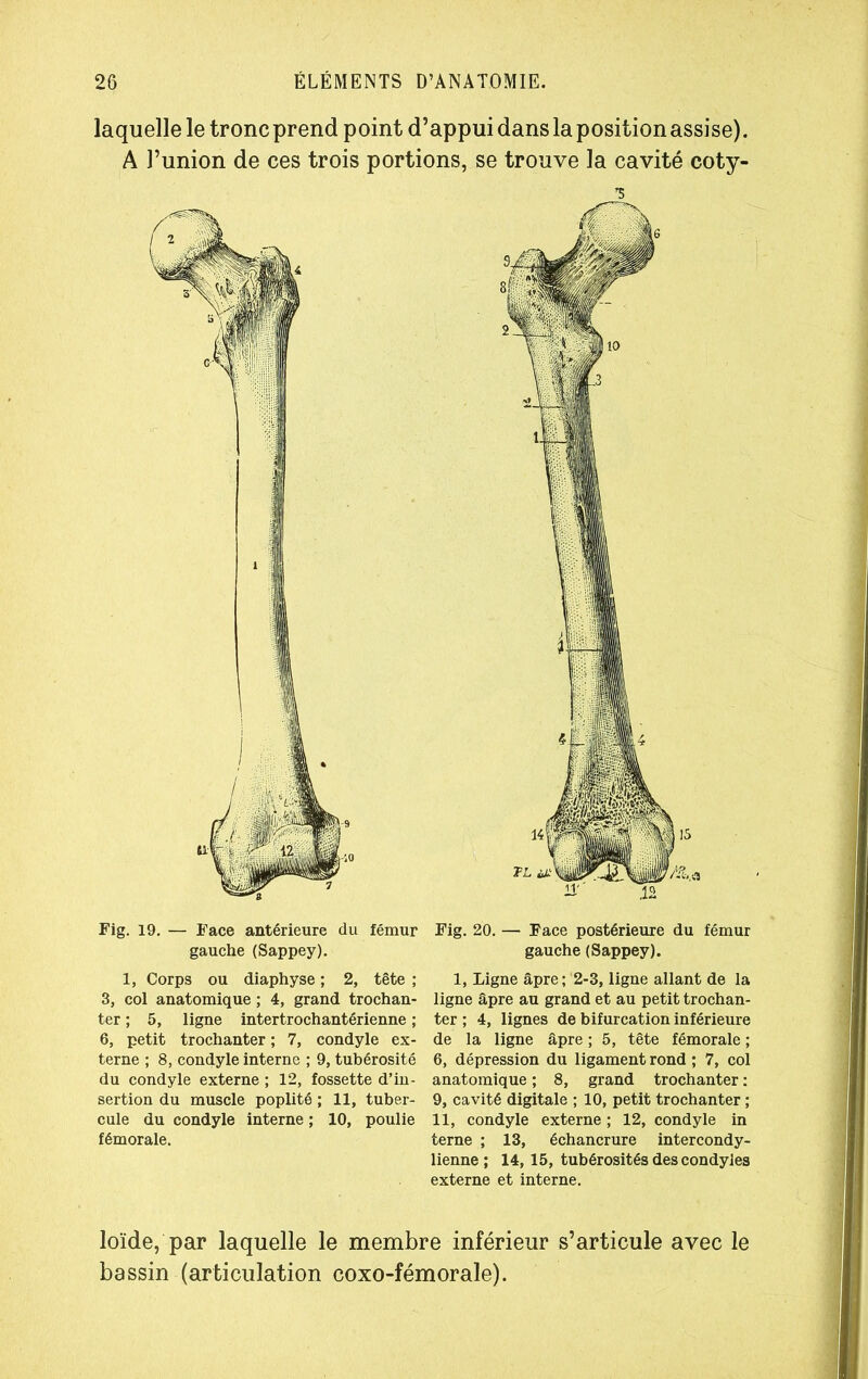 laquelle le tronc prend point d’appui dans la position assise). A l’union de ces trois portions, se trouve la cavité coty- '5 Fig. 19. — Face antérieure du fémur Fig. 20. — Face postérieure du fémur gauche (Sappey). gauche (Sappey). 1, Corps ou diaphyse ; 2, tête; 1, Ligne âpre ; 2-3, ligne allant de la 3, col anatomique ; 4, grand trochan- ligne âpre au grand et au petit trochan- ter ; 5, ligne intertrochantérienne ; ter ; 4, lignes de bifurcation inférieure 6, petit trochanter ; 7, condyle ex- de la ligne âpre ; 5, tête fémorale ; terne ; 8, condyle interne ; 9, tubérosité 6, dépression du ligament rond ; 7, col du condyle externe ; 12, fossette d’in- anatomique ; 8, grand trochanter : sertion du muscle poplité ; 11, tuber- 9, cavité digitale ; 10, petit trochanter ; cule du condyle interne ; 10, poulie 11, condyle externe ; 12, condyle in fémorale. terne ; 13, échancrure intercondy- lienne ; 14, 15, tubérosités des condyles externe et interne. loïde, par laquelle le membre inférieur s’articule avec le bassin (articulation coxo-fémorale).