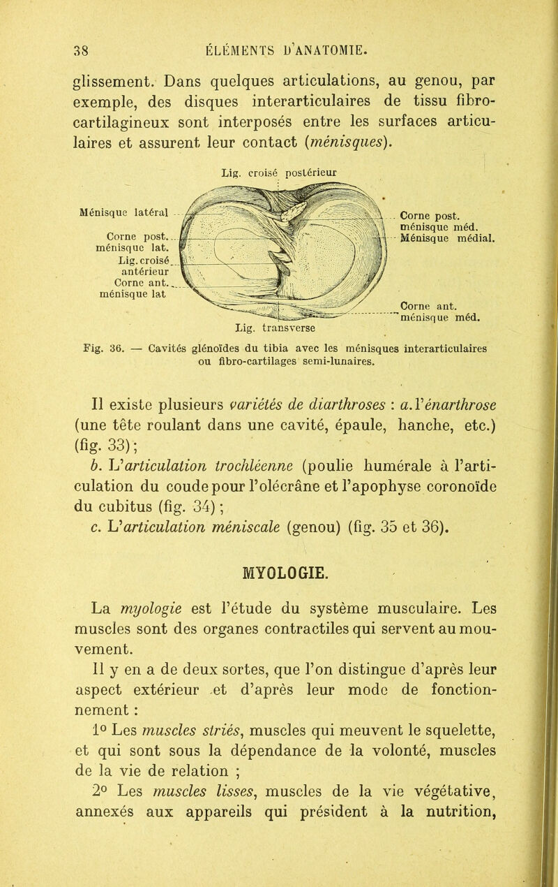 glissement. Dans quelques articulations, au genou, par exemple, des disques interarticulaires de tissu fibro- cartilagineux sont interposés entre les surfaces articu- laires et assurent leur contact (ménisques). Lig. croisé postérieur Ménisque latéral Corne post. ménisque lat. Lig. croisé, antérieur Corne ant. ménisque lat Lig. transverse Corne post. ménisque méd. Ménisque médial. Corne ant. ménisque méd. Fig. 36. — Cavités glénoïdes du tibia avec les ménisques interarticulaires ou fibro-cartilages semi-lunaires. Il existe plusieurs variétés de diarthroses : a. Yénarthrose (une tête roulant dans une cavité, épaule, hanche, etc.) (fig- 33) ; b. JY articulation trochléenne (poulie humérale à l’arti- culation du coude pour l’olécrâne et l’apophyse coronoïde du cubitus (fig. 34) ; c. L’articulation méniscale (genou) (fig. 35 et 36). MYOLOGIE. La myologie est l’étude du système musculaire. Les muscles sont des organes contractiles qui servent au mou- vement. Il y en a de deux sortes, que l’on distingue d’après leur aspect extérieur et d’après leur mode de fonction- nement : 1° Les muscles striés, muscles qui meuvent le squelette, et qui sont sous la dépendance de la volonté, muscles de la vie de relation ; 2° Les muscles lisses, muscles de la vie végétative, annexés aux appareils qui président à la nutrition,