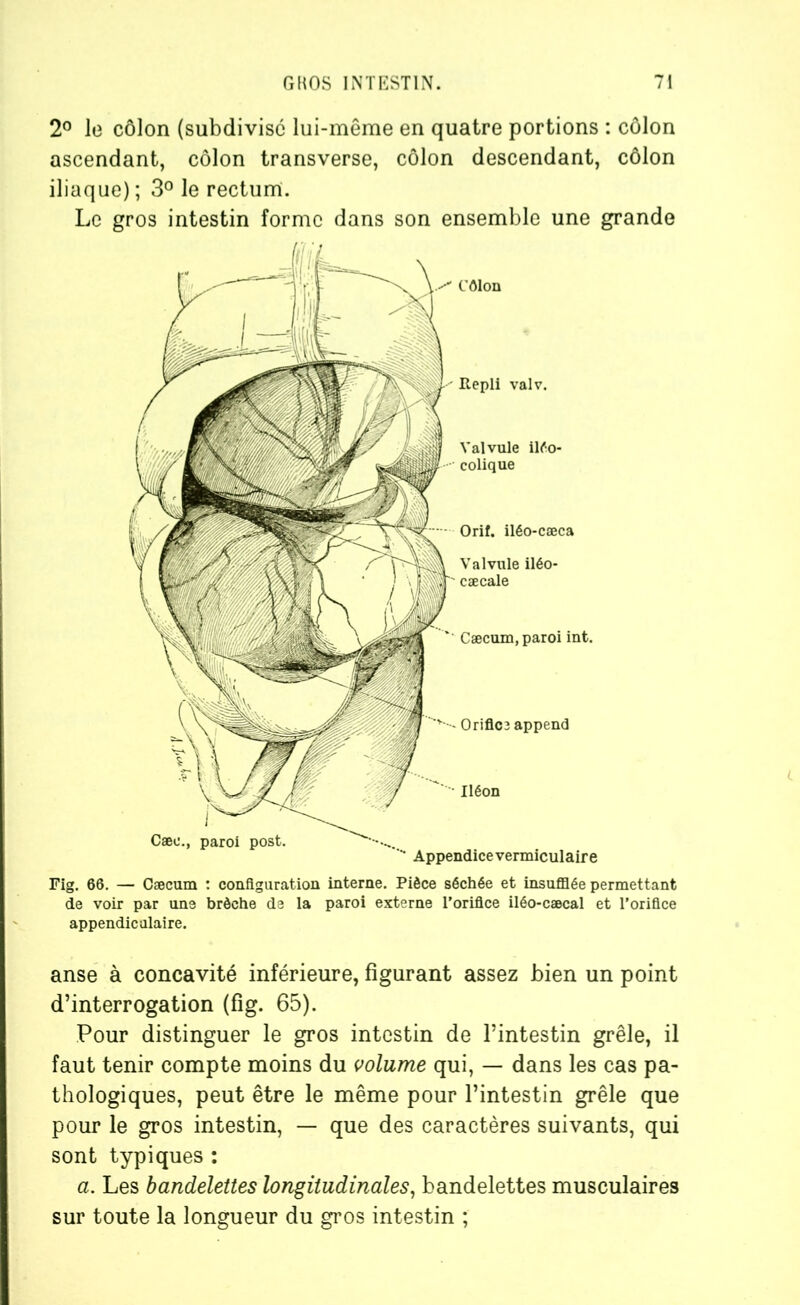 2° le côlon (subdivise lui-même en quatre portions : côlon ascendant, côlon transverse, côlon descendant, côlon iliaque); 3° le rectum. Le gros intestin forme dans son ensemble une grande Fig. 66. — Cæcum : configuration interne. Pièce séchée et insufflée permettant de voir par une brèche de la paroi externe l’orifice iléo-cæcal et l’orifice appendiculaire. anse à concavité inférieure, figurant assez bien un point d’interrogation (fig. 65). Pour distinguer le gros intestin de l’intestin grêle, il faut tenir compte moins du volume qui, — dans les cas pa- thologiques, peut être le même pour l’intestin grêle que pour le gros intestin, — que des caractères suivants, qui sont typiques : a. Les bandelettes longitudinales, bandelettes musculaires sur toute la longueur du gros intestin ;