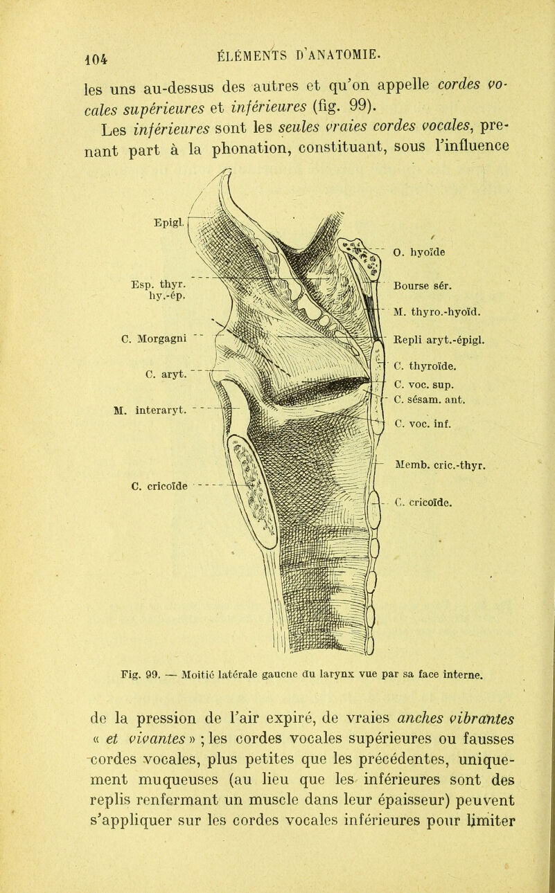 les uns au-dessus des autres et qu’on appelle cordes vo- cales supérieures et inférieures (fig. 99). Les inférieures sont les seules vraies cordes vocales, pre- nant part à la phonation, constituant, sous l’influence C. cricoïde O. hyoïde Bourse sér. M. thyro.-hyoïd. Repli aryt.-épigl. C. thyroïde. C. voc. sup. Memb. cric.-thyr. C. cricoïde. Fig. 99. — Moitié latérale gaucne du larynx vue par sa face interne. de la pression de l’air expiré, de vraies anches vibrantes « et vivantes » ; les cordes vocales supérieures ou fausses -cordes vocales, plus petites que les précédentes, unique- ment muqueuses (au lieu que les inférieures sont des replis renfermant un muscle dans leur épaisseur) peuvent s’appliquer sur les cordes vocales inférieures pour limiter