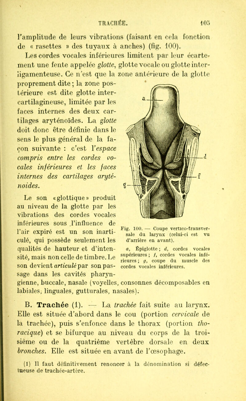 TRACHÉE. ior» l'amplitude de leurs vibrations (faisant en cela fonction de « rasettes » des tuyaux à anches) (fig. 100). Les cordes vocales inférieures limitent par leur écarte- ment une fente appelée glotte, glotte vocale ou glotte inter- ligamenteuse. Ce n’est que la zone antérieure de la glotte proprement dite ; la zone pos- térieure est dite glotte inter- cartilagineuse, limitée par les faces internes des deux car- tilages aryténoïdes. La glotte doit donc être définie dans le sens le plus général de la fa- çon suivante : c'est Yespace compris entre les cordes vo- cales inférieures et les faces internes des cartilages aryté- noides. Le son «glottique» produit au niveau de la glotte par les vibrations des cordes vocales inférieures sous .l’influence de l’air expiré est un son inarti- culé, qui possède seulement les qualités de hauteur et d’inten- sité, mais non celle de timbre. Le supérieules : /. cordes vocales inu- ’ ' m neures ; g, coupe du muscle des SOn devient articulé par son pas- cordes vocales inférieures. sage dans les cavités pharyn- gienne, buccale, nasale (voyelles, consonnes décomposables en labiales, linguales, gutturales, nasales). B. Trachée (1). — La trachée fait suite au larynx. Elle est située d’abord dans le cou (portion cervicale de la trachée), puis s'enfonce dans le thorax (portion tho- racique) et se bifurque au niveau du corps de la troi- sième ou de la quatrième vertèbre dorsale en deux bronches. Elle est située en avant de l’œsophage. (1) Il faut définitivement renoncer à la dénomination si défec- tueuse de trachée-artère. Fig. 100. — Coupe vertico-transver- sale du larynx (celui-ci est vu d’arrière en avant). o, Épiglotte ; d, cordes vocales