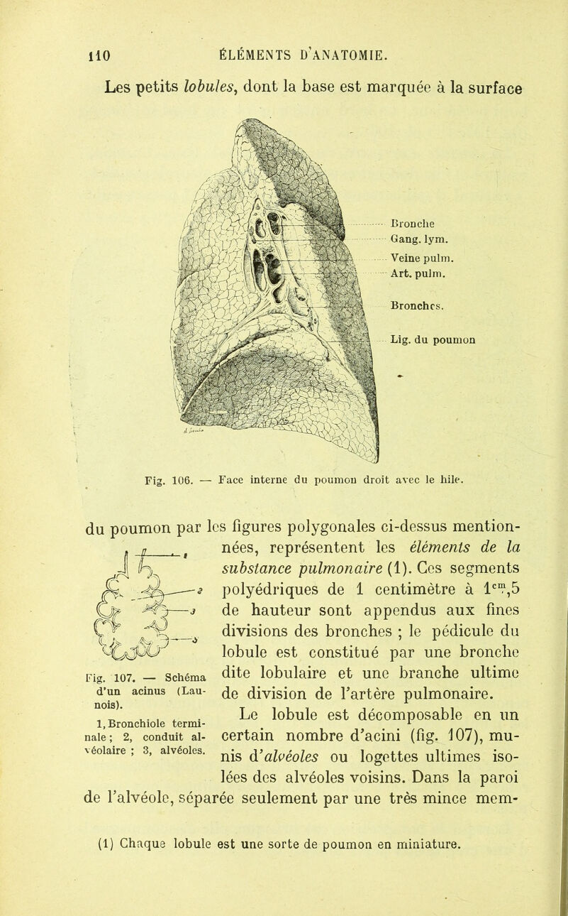 Les petits lobules, dont la base est marquée à la surface Fig. 106. — Face interne du poumon droit avec le hile. Bronche Gang. lym. Veine pulm. Art. pulm. Bronches. Lig. du poumon du poumon par les figures polygonales ci-dessus mention- nées, représentent les éléments de la substance pulmonaire (1). Ces segments polyédriques de 1 centimètre à lc“,5 de hauteur sont appendus aux fines divisions des bronches ; le pédicule du lobule est constitué par une bronche dite lobulaire et une branche ultime de division de l’artère pulmonaire. Le lobule est décomposable en un certain nombre d’acini (fig. 107), mu- nis d'alvéoles ou logettes ultimes iso- lées des alvéoles voisins. Dans la paroi de l’alvéole, séparée seulement par une très mince mem- Fig. 107. - d’un acinus nois). 1, Bronchiole termi- nale ; 2, conduit al- véolaire ; 3, alvéoles.