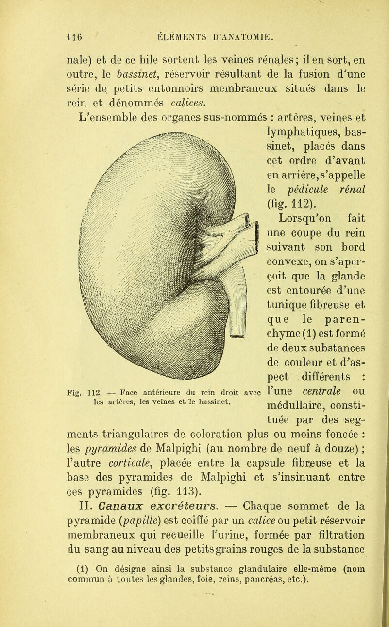 nale) et de ce hile sortent les veines rénales ; il en sort, en outre, le bassinet, réservoir résultant de la fusion d'une série de petits entonnoirs membraneux situés dans le rein et dénommés calices. L'ensemble des organes sus-nommés : artères, veines et lymphatiques, bas- sinet, placés dans cet ordre d’avant en arrière,s'appelle le -pédicule rénal (fig. 112). Lorsqu'on fait une coupe du rein suivant son bord convexe, on s'aper- çoit que la glande est entourée d'une tunique fibreuse et que le paren- chyme (1) est formé de deux substances de couleur et d'as- pect différents : l'une centrale ou médullaire, consti- tuée par des seg- ments triangulaires de coloration plus ou moins foncée : les pyramides de Malpighi (au nombre de neuf à douze) ; l’autre corticale, placée entre la capsule fibreuse et la base des pyramides de Malpighi et s'insinuant entre ces pyramides (fig. 113). II. Canaux excréteurs. — Chaque sommet de la pyramide (papille) est coiffé par un calice ou petit réservoir membraneux qui recueille l'urine, formée par fdtration du sang au niveau des petits grains rouges de la substance (1) On désigne ainsi la substance glandulaire elle-même (nom commun à toutes les glandes, foie, reins, pancréas, etc.)-
