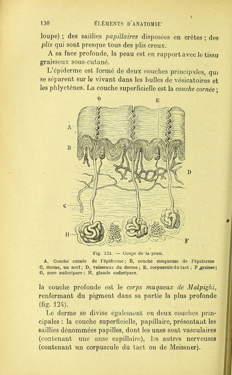 loupe) ; des saillies papillaires disposées en crêtes ; des plis qui sont presque tous des plis creux. A sa face profonde, la peau est en rapport avec le tissu graisseux sous-cutané. L’épiderme est formé de deux couches principales, qui se séparent sur le vivant dans les bulles de vésicatoires et les phlyctènes. La couche superficielle est la couche cornée ; A, Couche cornée de l’épiderme ; B, couche muqueuse de l’épiderme O, derme, un nerf ; D, vaisseaux du derme ; E, corpuscule du tact ; F .graisse ; G, pore sudoripare ; H, glande sudoripare. la couche profonde est le corps muqueux de Malpighi, renfermant du pigment dans sa partie la plus profonde (fig. 124). Le derme se divise également en deux couches prin- cipales : la couche superficielle, papillaire, présentant les saillies dénommées papilles, dont les unes sont vasculaires (contenant une anse capillaire), les autres nerveuses (contenant un corpuscule du tact ou de Meissner).