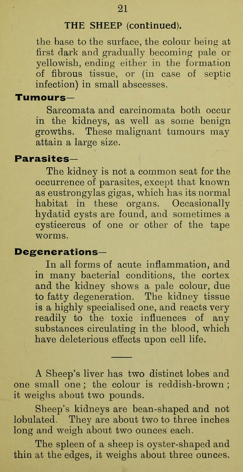 THE SHEEP (continued). the base to the surface, the colour being at first dark and gradually becoming pale or yellowish, ending either in the formation of fibrous tissue, or (in case of septic infection) in small abscesses. Tumours— Sarcomata and carcinomata both occur in the kidneys, as well as some benign growths. These malignant tumours may attain a large size. Parasites— The kidney is not a common seat for the occurrence of parasites, except that known as eustrongylas gigas, which has its normal habitat in these organs. Occasionally hydatid cysts are found, and sometimes a cysticercus of one or other of the tape worms. Degenerations— In all forms of acute inflammation, and in many bacterial conditions, the cortex and the kidney shows a pale colour, due to fatty degeneration. The kidney tissue is a highly specialised one, and reacts very readily to the toxic influences of any substances circulating in the blood, which have deleterious effects upon cell life. A Sheep’s liver has two distinct lobes and one small one ; the colour is reddish-brown ; it weighs about two pounds. Sheep’s kidneys are bean-shaped and not lobulated. They are about two to three inches long and weigh about two ounces each. The spleen of a sheep is oyster-shaped and thin at the edges, it weighs about three ounces.