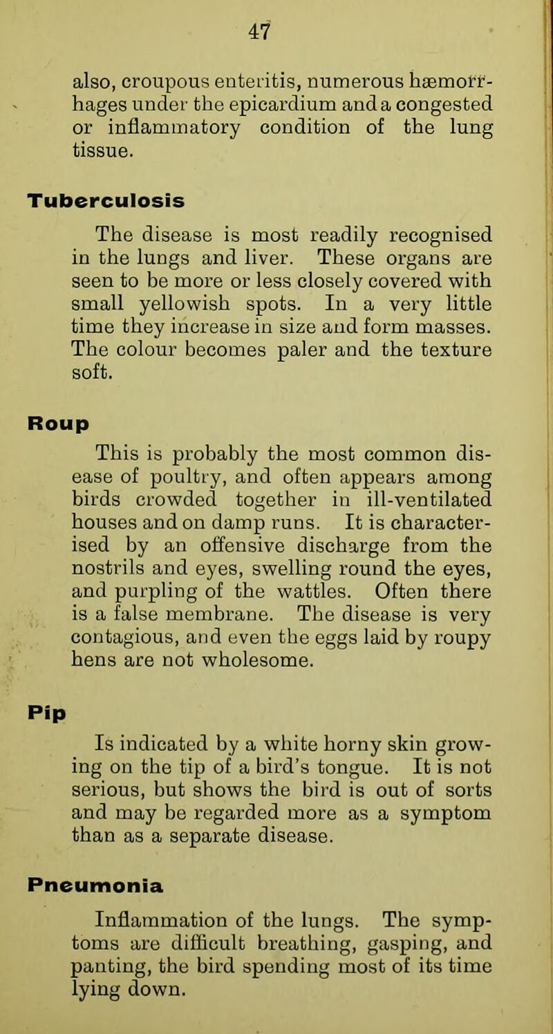 also, croupous enteritis, numerous hgemott- hages under the epicardium and a congested or inflammatory condition of the lung tissue. Tuberculosis The disease is most readily recognised in the lungs and liver. These organs are seen to be more or less closely covered with small yellowish spots. In a very little time they increase in size and form masses. The colour becomes paler and the texture soft. Roup This is probably the most common dis- ease of poultry, and often appears among birds crowded together in ill-ventilated houses and on damp runs. It is character- ised by an offensive discharge from the nostrils and eyes, swelling round the eyes, and purpling of the wattles. Often there is a false membrane. The disease is very contagious, and even the eggs laid by roupy hens are not wholesome. Pip Is indicated by a white horny skin grow- ing on the tip of a bird’s tongue. It is not serious, but shows the bird is out of sorts and may be regarded more as a symptom than as a separate disease. Pneumonia Inflammation of the lungs. The symp- toms are difficult breathing, gasping, and panting, the bird spending most of its time lying down.