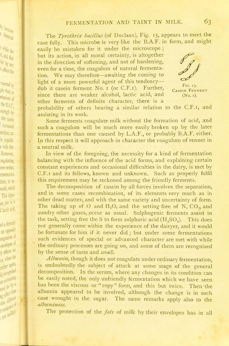 Fig. is- Casein Ferment (No. i). The Tyroihrix bacillus (of Duclaux), Fig. 15, appears to meet the case fully. This microbe is very like the B.A.F. in form, and might easily be mistaken for it under the microscope ; but its action, in all moral certainty, is altogether in the direction of softening, and not of hardening, even for a time, the coaguliim of natural fermenta- tion. We may therefore—awaiting the coming to light of a more powerful agent of this tendency— dub it casein ferment No. i (or C.F.i). Further, since there are weaker alcohol, lactic acid, and other ferments of definite character, there is a probability of others bearing a similar relation to the C.F.i, and assisting in its work. Some ferments coagulate milk without the formation of acid, and such a coagulum will be much more easily broken up by the later fermentations than one caused by L.A.F., or probably B.A.F. either. In this respect it will approach in character the coagulum of rennet in a neutral milk. In view of the foregoing, the necessity for a kind of fermentation balancing with the influence of the acid forms, and explaining certain constant experiences and occasional difficulties in the dairy, is met by C.F.I and its fellows, known and unknown. Such as properly fulfil this requirement may be reckoned among the friendly ferments. The decomposition of casein by all forces involves the separation, and in some cases recombination, of its elements very much as in other dead matter, and with the same variety and uncertainty of form. The taking up of O and H^O, and the setting free of N, COo, and sundry other gases, occur as usual. Sulphogenic ferments assist in the task, setting free the S to form sulphuric acid (H^S04). This does not generally come within the experience of the dairyer, and it would be fortunate for him if it never did ; but under some fermentations such evidences of special or advanced character are met with while the ordinary processes are going on, and some of them are recognised by the sense of taste and smell. Albumin, though it does not coagulate under ordinary fermentation, is undoubtedly the subject of attack at some stage of the general decomposition. In the serum, where any changes in its condition can be easily noted, the only unfriendly fermentation which we have seen has been the viscous or “ ropy ” form, and this but twice. Then the albumin appeared to be involved, although the change is in such case wrought in the sugar. The same remarks apply also to the albuminose. The protection of the fats of milk by their envelopes has in all