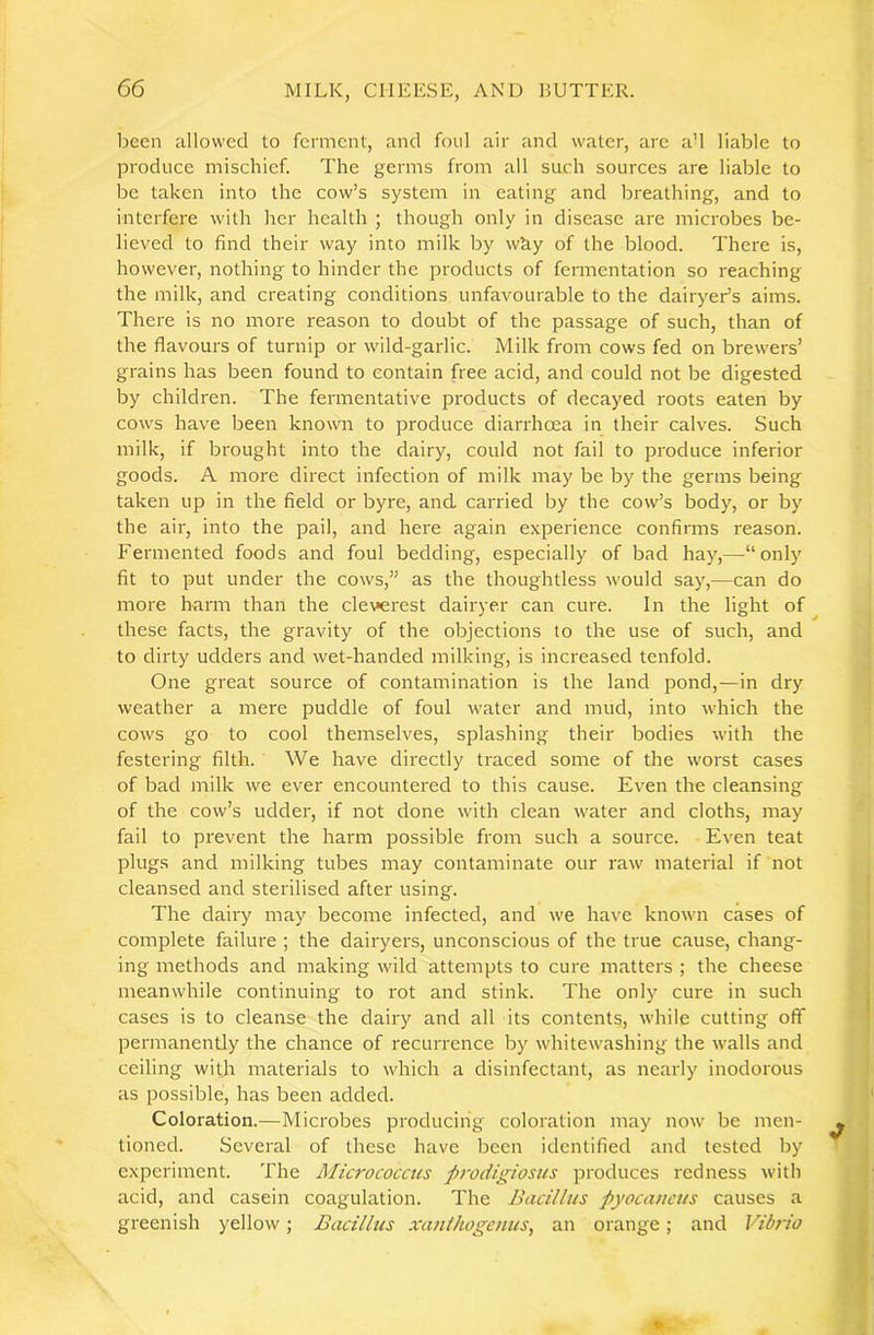 Ijeen allowed to ferment, and foul air and water, are a’l liable to produce mischief. The germs from all such sources are liable to be taken into the cow’s system in eating and breathing, and to interfere with her health ; though only in disease are microbes be- lieved to find their way into milk by w^y of the blood. There is, however, nothing to hinder the products of fermentation so reaching the milk, and creating conditions unfavourable to the dairyeds aims. There is no more reason to doubt of the passage of such, than of the flavours of turnip or wild-garlic. Milk from cows fed on brewers’ grains has been found to contain free acid, and could not be digested by children. The fermentative products of decayed roots eaten by cows have been known to produce diarrhoea in their calves. Such milk, if brought into the dairy, could not fail to produce inferior goods. A more direct infection of milk may be by the germs being taken up in the field or byre, and carried by the cow’s body, or by the air, into the pail, and here again experience confirms reason. Fermented foods and foul bedding, especially of bad hay,—“only fit to put under the cows,” as the thoughtless would say,—can do more harm than the cleverest dairyer can cure. In the light of these facts, the gravity of the objections to the use of such, and to dirty udders and wet-handed milking, is increased tenfold. One great source of contamination is the land pond,—in dry weather a mere puddle of foul water and mud, into which the cows go to cool themselves, splashing their bodies with the festering filth. We have directly traced some of the worst cases of bad milk we ever encountered to this cause. Even the cleansing of the cow’s udder, if not done with clean water and cloths, may fail to prevent the harm possible from such a source. Even teat plugs and milking tubes may contaminate our raw material if not cleansed and sterilised after using. The dairy may become infected, and we have known cases of complete failure ; the dairyers, unconscious of the true cause, chang- ing methods and making wild attempts to cure matters ; the cheese meanwhile continuing to rot and stink. The only cure in such cases is to cleanse the dairy and all its contents, while cutting off permanently the chance of recurrence by whitewashings the walls and ceiling with materials to which a disinfectant, as nearly inodorous as possible, has been added. Coloration.—Microbes producing coloration may now be men- tioned. Several of these have been identified and tested by experiment. The Micrococcus prodigiosus produces redness with acid, and casein coagulation. The Bacillus pyocancus causes a greenish yellow; Bacillus xanihogenus, an orange; and Vibrio