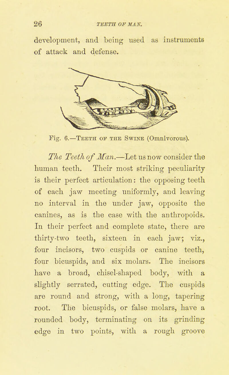 development, and being nsed as instruments of attack and defense. Fig. 6.—Teeth op the Swine (Omnivorous). The Teeth of Man.—Let us now consider tlie human teeth. Their most striking peculiarity is their perfect articulation: the opposing teeth of each jaw meeting uniformly, and leaving no interval in the under jaw, opposite the canines, as is the case with the anthropoids. In their perfect and complete state, there are thirty-two teeth, sixteen in each jaw; viz., four incisors, two cuspids or canine teeth, four bicuspids, and six molars. The incisors have a broad, chisel-shaped body, with a slightly serrated, cutting edge. The cuspids are round and strong, with a long, tapering root. The bicuspids, or false molars, have a rounded body, terminating on its grinding edge in two points, with a rough groove