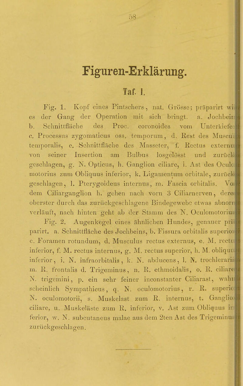 Ö8 Figuren-Erklärung. Tcal*. I. Fig. 1. Kopf eines Pintschers, nal, Grösse; prilparirt wi es der Gang der Operation mit sich bringt. a. Jochbein b. Schnittfläche des Proc. coronoides vom Untcrkiefc.' c. Processus zygomaticus oss. temporum, d. Rest des Musculi temporalis, e, Schnittfläche des Masseter, f. ßectus externu von seiner Insertion am Bulbus losgelösst und zurücLl gGsclilagen, g. N. Opticus, h. Ganglion ciliare, i. Ast des Oculo motorius zuin Obliquus inferior, k. Ligamentum orbitale, zurückl geschlagen, 1. Pterygoideus internus, m. Fascia orbitalis. Va dem Ciliarganglion h. gehen nach vorn 3 Ciliarnerven, dera oberster durch das zurückgeschlagene Bindee-ewebc etwas abnojT verläuft, nach hinten geht ab der Stamm des N. Oculomotorius Fig. 2. Augenkegel eines ähnlichen Hundes, genauer priii parirt. a. Schnittfläche des Jochbeins, b. Fissura orbitalis supcrioi' c. Foramen rotundum, d. Musculus rectus externus, e. M. rectu inferior, f. M. rectus internus, g. M. rectus superior, h, M. obliquu; inferior, i. N. infraorbitalis , k. N. abducens, 1. N. trochlerariä m. ß. frontalis d. Tri^eminus, n. R. ethmoidalis, o, R. ciliare« N. trigemini, p. ein sehr feiner inconstanter Ciliarast, wahr scheinlich Sympathicus, q. N. oculomotorius, r. R. superic' N. oculomotorii, s. Muskelast zum R. internus, t. Ganglic ciliare, u. Muskelästc zum R» inferior, v. Ast zum Obliquus in ferior, w. N. subcutaneus malae aus dem 2tcn Ast des Trigeniinua zurückgeschlagen.