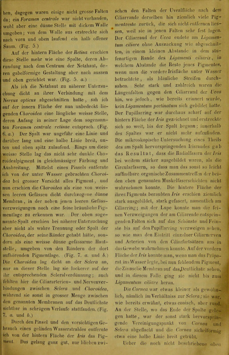 hen, dagegen waren einige nicht grosse Fallen da; ein Foramen centrale war nicht vorhand(;n, wohl aber eine dünne Stelle mit dickem Walle umgeben; von dem Walle aus erstreckte sich nach vorn und oben laufend ein halb offener Saum. (Fig. 5.) Auf der hintern Fläche der Retina erschien diese Stelle mehr wie eine Spalte, deren Ab- rundung nach dem Centrum der Netzhaut, de- ren gabelförmige Gestaltung aber nach aussen und oben gerichtet war. (Fig. 5. a.) Als ich die Netzhaut zu näherer Untersu- chung dicht an ihrer Verbindung mit dem Nervus opticus abgeschnitten hatte, sah ich auf der innern Fläche der nun unbedeckt lie- genden Choroidea eine längliche weisse Stelle, deren Anfang in seiner Lage dem sogenann- ten Foramen centrale retinae entsprach. (Fig. 6. a.) Der Spalt war ungefähr eine Linie und darüber lang und eine halbe Linie breit, un- ten und oben spitz zulaufend. Rings um diese weisse Stelle lag das nicht sehr dunkle Cho- roidealpigment in gleichmässiger Färbung und Ausbreitung. Mittelst eines Pinsels entfernte ich von der unter Wasser gebrachten Choroi- dea bei grosser Vorsicht alles Pigment, und nun erschien die Choroidea als eine von weis- sen leeren Gefässen dicht durchzogene dünne Membran , in der neben jenen leeren Gefäss- verzweigungen noch eine feine bräunliche Pig- mentlage zu erkennen war. Der oben soge- nannte Spalt erschien bei näherer Untersuchung aber nicht als wahre Trennung oder Spalt der Choroidea, der seine Ränder gehabt hätte, son- dern als eine weisse dünne gefässarme Ilant- stelle, umgeben von den Rändern der dort aufhörenden Pigmenllage. (Fig. 7. a. und Ä.) Die Choroidea lag dicht an der Sclera an, nur an dieser Stelle lag sie lockerer auf der ihr entsprechenden Scleralverdünnung; auch fehlten hier die Ciliararlerien- und Nervenver- bindnng(!n zwischen Sclera und Choroidea, während sie sonst in grosser Menge zwischen den genannten Membranen auf das Deutlichste sichtbar in schrägem Verlaufe stattfanden. (Fig. 7. a. und b.) Durch den Pinsel und den vorsichtigen Ge- brauch eines g(!linden Wasserstrahles entfernte ich von der hintern Fläche der Iris das Pig- ment. Das gelang ganz gut, nur blieben zwi- schen den Falten der Uvealfliiche nach dem Ciliarrande derselben hin ziemlich viele Pig- menlreste zurück, die sich nicht entfernen lies- * sen, weil sie in jenen Falten sehr fest lagen. Der Ciliarrand der Uoea endete am Ligamen- tum ciliare ohne Auszackung wie abgeschnit- ten, in einem kleinen Abstände in dem stu- fenartigen Rande des Ligamenli ciliaris, in welchem Abslande die Reste jenes Pigmentes, wenn man die vordere Irisfläche unter Wasser betrachtete, als bläuliche Streifen durch- sahen. Sehr stark und zahlreich waren die Längenfalten gegen den Ciliarrand der Uvea hin, wo jedoch , wie bereits erinnert wurde, kein Ligamentum pectinaium sich gebildet hatte. Der Pupillairing war durchaus scharf auf der hintern Fläche der/m gezeichnet und erstreckte sich so weil, bis der Spalt begann; innerhalb des Spaltes war er nicht mehr aufzufinden. Die mikroskopische Untersuchung eines Theils des am Spalt hervorspringenden Irisrandes gab das Resultat, dass die Radialßisern der/res bei weitem stärker ausgebildet waren, als die Circularfasern, so dass man das sonst so leicht auffindbare organische Zusammentreffen der bei- den eben genannten Muskelfaserschichleii nicht wahrnehmen konnte. Die hintere Fläche der ihres Pigments beraubten/m erschien ziemlich stark ausgebildet, stark gefaserl, namentlich am Ciliarring; mit der Lupe konnte man die fei- nen Verzweigungen der am Ciliarende ciitspi in- genden Falten sich auf das Scliönsle und Fein- ste bis auf den Pupillarring verzweigen sehen, so wie man den Eiutrilt einzelner Ciliarnerven und Arterien von den Ciliarfortsälzen aus in das Gewebe wahrnehmen konnte. Auf der vordem Fläche der Iris koimte man, wenn man das Präpa- rat ins Wasser leg te, hei nun fehlendem Pigment, dieZinnsclie Membran auf dasj)eullichste sehen, und in diesem Falle ging sie nicht bis zum Ligamentum ciliare heran. Die Cornea war etwas kleiner als gewöhn- lich, nämlich im Verhältniss zur So/cm; sie war, wie bereits erwähnl, etwas conisch, aber rund. An der Stelle, wo das Ende der Spalte gele- gen hatte, war der sonst stark hervorsprin- gende Vereinigungspunkt von Cornea und Sclera abgeflacht und die Cornea sichelförmiiT etwa eine halbe Linie breit getrübt. Ueber die noch nicht Ix.'seliriebene ob(Mi