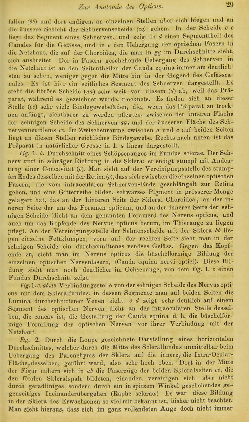 fallen (bb) und dort endigen, an einzelnen Stellen ahcr sich biegen und an die äussere Schicht der Sehnervenscheide (cc) gehen. In der Scheide c o liegt das Segment eines Sehnerven, und zeigt in d einen Segmenttheil des Canales für die Gefässe, und in c den Uebergang der optischen Fasern in die Netzhaut, die auf der Choroidea, die man in gg im Durchschnitte sieht, sich ausbreitet. Der in Fasern geschehende Uebergang des Sehnerven in die Netzhaut ist an den Seitentheilen der Cauda equina immer am deutlich- sten zu sehen, weniger gegen die Mitte hin in der Gegend des Gefässca- nales. Es ist hier ein seitliches Segment des Sehnerven dargestellt. Es steht die fibröse Scheide {aa) sehr weit von diesem (</) ab, weil das Prä- parat, während es gezeichnet wurde, trocknete. Es finden sich an dieser Stelle (cc) sehr viele Bindegewebefäden, die, wenn das Präparat zu trock- nen anlangt, sichtbarer zu werden pflegten, zwischen der inneren Fläche der sehnigen Scheide des Sehnerven aa, und der äusseren Fläche des Seh- nervenneurilems cc. Im Zwischenräume zwischen a und c auf beiden Seiten liegt an diesen Stellen reichliches Bindegewebe. Rechts nach unten ist das Präparat in natürlicher Grösse in 1. a linear dargestellt. Fig. 1. b. Durchschnitt eines Schöpsenauges im Fundus sclerae. Der Seh- nerv tritt in schräger Richtung in die Sklera; er endigt stumpf mit Andeu- tung einer Concavität (e). Man sieht auf der Vereinigungsstelle des stump- fen Endes desselben mit der Retina (e), dass sich zwischen die einzelnen optischen Fasern, die vom intraocularen Sehnerven-Ende geschlängelt zur Retina gehen, und eine Gitterreihe bilden, schwarzes Pigment in grösserer Menge gelagert hat, das an der hinteren Seite der Sklera, Choroidea, an der in- neren Seite der um das Foramen opticum, und an der inneren Seite der seh- nigen Scheide (dicht an dem genannten Foramen) des Nervus opticus, und auch um das Kopfende des Nervus opticus herum, im Thierauge zu liegen pflegt. An der Vereinigungsstelle der Sehnenscheide mit der Sklera bb lie- gen einzelne Fettklumpen, vorn auf der rechten Seite sieht man in der sehnigen Scheide ein durchschnittenes venöses Gefäss. Gegen das Kopf- ende zu, sieht man im Nervus opticus die büschelförmige Bildung der einzelnen optischen Nervenfasern, (Cauda equina nervi optici). Diese Bil- dung sieht man noch deutlicher im Ochsenauge, von dem Fig. 1. c einen Fundus-Durchschnitt zeigt. Fü'g. 1. c. ßZi.öZ». Verbindungsstelle von der sehnigen Scheide des Nervus opti- cus mit dem Skleralfundus, in dessen Segmente man auf beiden Seiten die Lumina durchschnittener Venen sieht, e d zeigt sehr deutlich auf einem Segment des optischen Nerven, dickt an der intraocularen Stelle dessel- ben, die concav ist, die Gestaltung der Cauda equina d. h. die büschelför- mige Formirung der optischen Nerven vor ihrer Verbindung mit der Netzhaut. Fig. 2. Dui-ch die Lonpe gezeichnete Darstellung eines horizontalen Durchschnittes, welcher durch die Mitte des Scleralfundus unmittelbar beim Uebergang des Parenchyms der Sklera auf die innere/ die Intra-Ocular- Fläche^deaselben, geführt ward, also sehr hoch oben. Dort in der Mitte der Figur nähern sich in ab die Faserzüge der beiden Sjvleralseiten cc, die den fötalen Skleralspalt bildeten, einander, vereinigen sich aber nicht durch geradliniges, sondern durch ein in spitzem Winkel geschehendes ge- genseitiges Incinanderübergehen (Raphe sclerae.) Es war diese Bildung in der Sklera des Erwachsenen so viel mir bekannt ist, bisher nicht beachtet. Man sieht hieraus, dass sich im ganz vollendeten Auge doch nicht immer