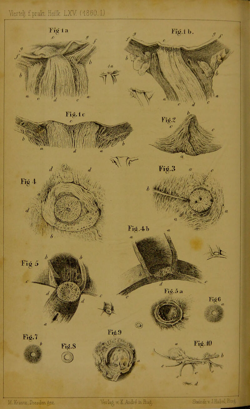 Viertel), fprak. Heilk. LXY (48Ö0.I.)