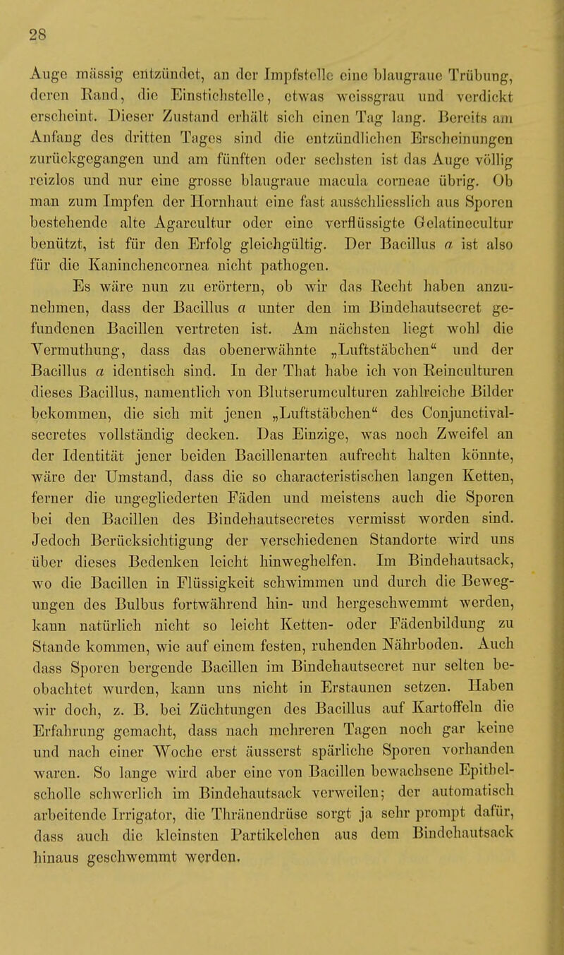Auge massig entzündet, an der Impfstelle eine blaugraue Trübung, deren Rand, die Einstichstolle, etwas weissgrau und verdickt erscheint. Dieser Zustand erhält sich einen Tag lang. Bereits am Aiitaug des dritten Tages sind die entzündlichen Erscheinungen zurückgegangen und am fünften oder sechsten ist das Auge völlig reizlos und nur eine grosse blaugraue macula corneae übrig. Ob man zum Impfen der Hornhaut eine fast ausschliesslich aus Sporen bestehende alte Agarcultur oder eine verflüssigte Gelatinecultur benützt, ist für den Erfolg gleichgültig. Der Bacillus a ist also für die Kaninchencornea nicht pathogen. Es wäre nun zu erörtern, ob wir das Recht haben anzu- nehmen, dass der Bacillus a unter den im Bindehautsecret ge- fundenen Bacillen vertreten ist. Am nächsten liegt wohl die Vermuthung, dass das obenerwähnte „Luftstäbchen und der Bacillus a identisch sind. In der That habe ich von Reinculturen dieses Bacillus, namentlich von Blutserumculturen zahlreiche Bilder bekommen, die sich mit jenen „Luftstäbchen des Conjunctival- secretes vollständig decken. Das Einzige, was noch Zweifel an der Identität jener beiden Bacillcnarten aufrecht halten könnte, wäre der Umstand, dass die so characteristischen langen Ketten, ferner die ungegliederten Fäden und meistens auch die Sporen bei den Bacillen des Bindehautsecretes vermisst worden sind. Jedoch Berücksichtigung der verschiedenen Standorte wird uns über dieses Bedenken leicht hinweghelfen. Im Bindehautsack, wo die Bacillen in Flüssigkeit schwimmen und durch die Beweg- ungen des Bulbus fortwährend hin- und hergeschwemmt werden, kann natürlich nicht so leicht Ketten- oder Fädenbildung zu Stande kommen, wie auf einem festen, ruhenden Nährboden. Auch dass Sporen bergende Bacillen im Bindehautsecret nur selten be- obachtet wurden, kann uns nicht in Erstaunen setzen. Haben wir doch, z. B. bei Züchtungen des Bacillus auf Kartoffeln die Erfahrung gemacht, dass nach mehreren Tagen noch gar keine und nach einer Woche erst äusserst spärliche Sporen vorhanden waren. So lange wird aber eine von Bacillen bewachsene Epitbel- scholle schwerlich im Bindehautsack verweilen; der automatisch arbeitende Irrigator, die Thränendrüsc sorgt ja sehr prompt dafür, dass auch die kleinsten Partikclchen aus dem Bindehautsack hinaus geschwemmt werden.