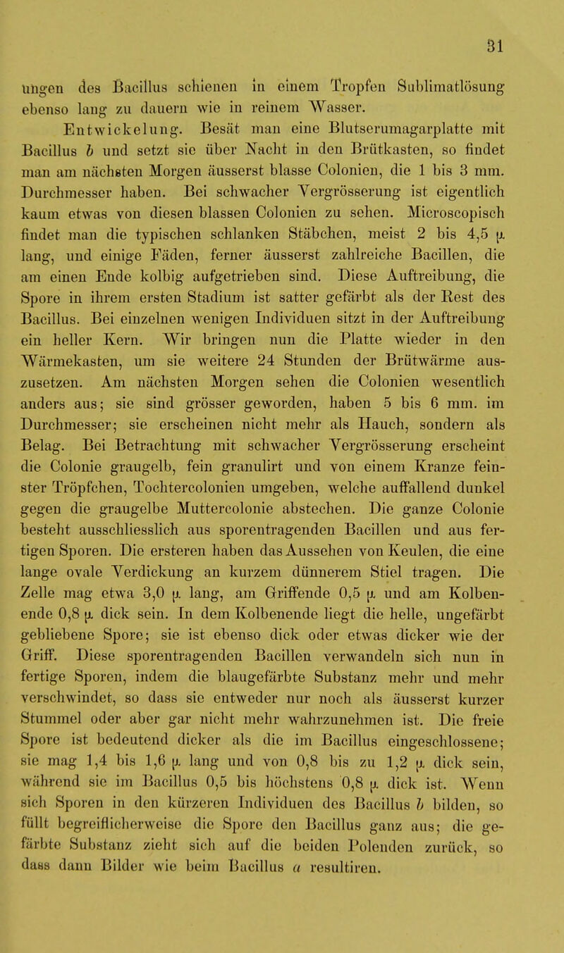 nngen des Bacillus schienen in einem Tropfen Sublimatlösung ebenso lang zu dauern wie in reinem Wasser. Entwickelung. Besät man eine Blutserumagarplatte mit Bacillus b und setzt sie über Nacht in den Brütkasten, so findet man am nächsten Morgen äusserst blasse Colonien, die 1 bis 3 mm. Durchmesser haben. Bei schwacher Vergrösserung ist eigentlich kaum etwas von diesen blassen Colonien zu sehen. Microscopisch findet man die typischen schlanken Stäbchen, meist 2 bis 4,5 u. lang, und einige Fäden, ferner äusserst zahlreiche Bacillen, die am einen Ende kolbig aufgetrieben sind. Diese Auftreibung, die Spore in ihrem ersten Stadium ist satter gefärbt als der Rest des Bacillus. Bei einzelnen wenigen Individuen sitzt in der Auftreibung ein heller Kern. Wir bringen nun die Platte wieder in den Wärmekasten, um sie weitere 24 Stunden der Brütwärme aus- zusetzen. Am nächsten Morgen sehen die Colonien wesentlich anders aus; sie sind grösser geworden, haben 5 bis 6 mm. im Durchmesser; sie erscheinen nicht mehr als Hauch, sondern als Belag. Bei Betrachtung mit schwacher Vergrösserung erscheint die Colonie graugelb, fein granulirt und von einem Kranze fein- ster Tröpfchen, Tochtercolonien umgeben, welche auffallend dunkel gegen die graugelbe Muttercolonie abstechen. Die ganze Colonie besteht ausschliesslich aus sporentragenden Bacillen und aus fer- tigen Sporen. Die ersteren haben das Aussehen von Keulen, die eine lange ovale Verdickung an kurzem dünnerem Stiel tragen. Die Zelle mag etwa 3,0 u, lang, am Griffende 0,5 \i und am Kolben- ende 0,8 u. dick sein. In dem Kolbenende liegt die helle, ungefärbt gebliebene Spore; sie ist ebenso dick oder etwas dicker wie der Griff. Diese sporentragenden Bacillen verwandeln sich nun in fertige Sporen, indem die blaugefärbte Substanz mehr und mehr verschwindet, so dass sie entweder nur noch als äusserst kurzer Stummel oder aber gar nicht mehr wahrzunehmen ist. Die freie Spore ist bedeutend dicker als die im Bacillus eingeschlossene; sie mag 1,4 bis 1,6 u. lang und von 0,8 bis zu 1,2 u, dick sein, wahrend sie im Bacillus 0,5 bis höchstens 0,8 u, dick ist. AVenn sich Sporen in den kürzeren Individuen des Bacillus b bilden, so füllt begreiflicherweise die Spore den Bacillus ganz aus; die ge- färbte Substanz zieht sich auf die beiden Polenden zurück, so dabs dann Bilder wie beim Bacillus u resultiren.