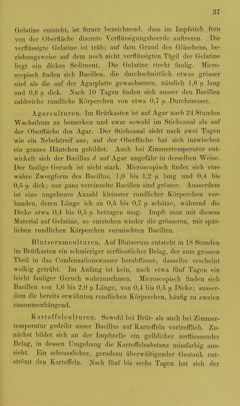 Gelatine entsteht, ist ferner bezeichnend, class im Impfstich fern von der Oberfläche discrete Verflüssigungsheerde auftreten. Die verflüssigte Gelatine ist trüb; auf dem Grund des Gläschens, be- ziehungsweise auf dem noch nicht verflüssigten Theil der Gelatine liegt ein dickes Sediment. Die Gelatine riecht faulig. Micro- scopisch finden sich Bacillen, die durchschnittlich etwas grösser sind als die auf der Agarplatte gewachsenen, nämlich 1,6 u. lang und 0,6 u. dick. Nach 10 Tagen finden sich ausser den Bacillen zahlreiche rundliche Körperchen von etwa 0,7 \x Durchmesser. Agarculturen. Im Brütkasten ist auf Agar nach 24 Stunden Wachsthum zu bemerken und zwar sowohl im Stichcanal als auf der Oberfläche des Agar. Der Stichcanal sieht nach zwei Tagen wie ein Nebelstreif aus; auf der Oberfläche hat sich inzwischen ein graues Häutchen gebildet. Auch bei Zimmertemperatur ent- wickelt sich der Bacillus d auf Agar ungefähr in derselben Weise. Der faulige Geruch ist nicht stark. Microscopisch findet sich eine wahre Zwergform des Bacillus, 1,0 bis 1,2 u, lang und 0,4 bis 0,5 u. dick; nur ganz vereinzelte Bacillen sind grösser. Ausserdem ist eine ungeheure Anzahl kleinster rundlicher Körperchen vor- handen, deren Länge ich zu 0,5 bis 0,7 u, schätze, während die Dicke etwa 0,4 bis 0,5 betragen mag. Impft man mit diesem Material auf Gelatine, so entstehen wieder die grösseren, mit spär- lichen rundlichen Körperchen vermischten Bacillen. Blutserumculturcn. Auf Blutserum entsteht in 18 Stunden im Brütkasten ein schmieriger zerfliesslicher Belag, der zum grossen Theil in das Condensationswasser herabfliesst; dasselbe erscheint wolkig getrübt. Im Anfang ist kein, nach etwa fünf Tagen ein leicht fauliger Geruch wahrzunehmen. Microscopisch finden sich Bacillen von 1,6 bis 2,0 jx Länge, von 0,4 bis 0,5 u. Dicke; ausser- dem die bereits erwähnten rundlichen Körperchen, häufig zu zweien zusammenhängend. Kartoffelculturen. Sowohl bei Brüt- als auch bei Zimmer- temperatur gedeiht unser Bacillus auf Kartoffeln vortrefflich. Zu- michst bildet sich an der Impfstelle ein gelblicher zerflicssender Belag, in dessen Umgebung die Kartoffelsubstanz missfarbig aus- sieht. Ein scheusslicher, geradezu überwältigender Gestank ent- strömt den Kartoffeln. Fach fünf bis sechs Tagen hat sich der