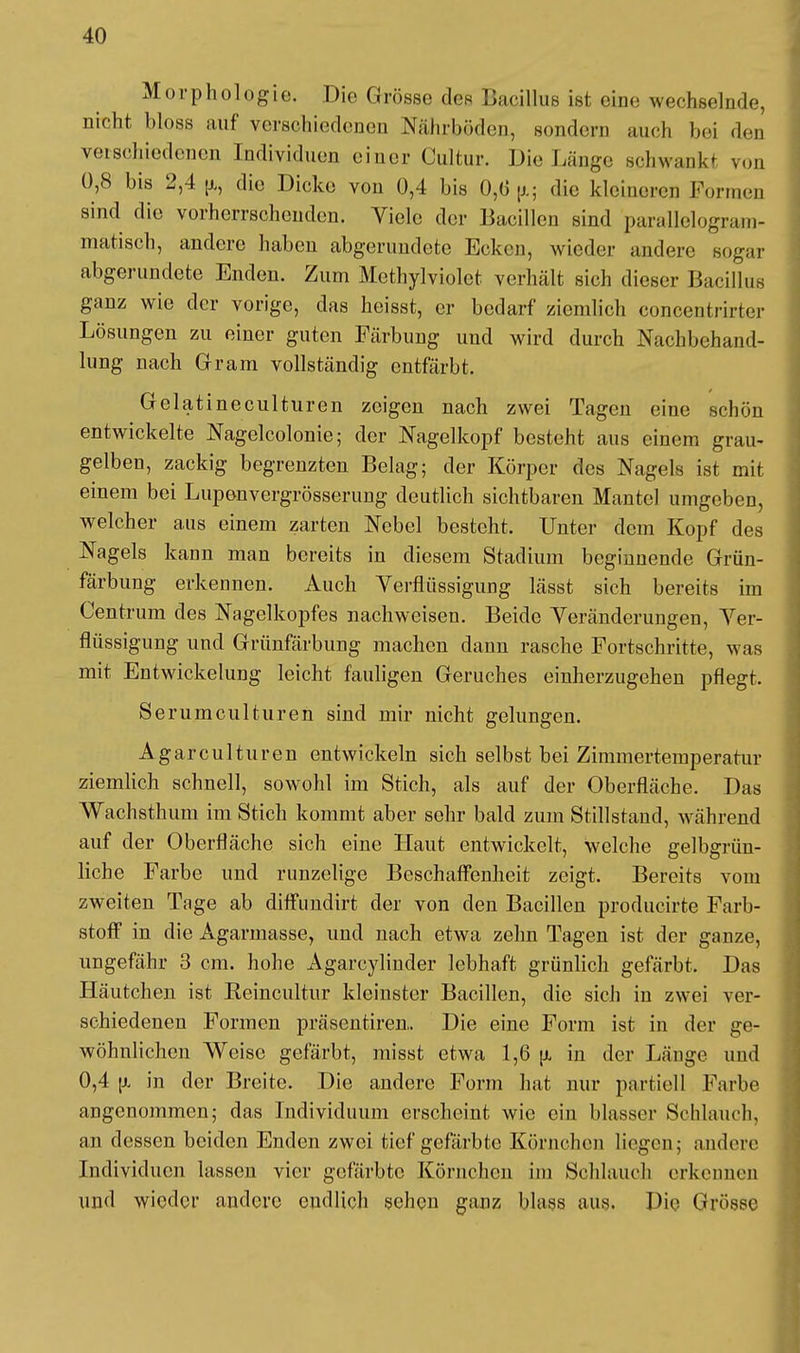 Morphologie. Die Grösse des Bacillus ist eine wechselnde, nicht bloss auf verschiedenen Nährböden, sondern auch bei den verschiedenen Individuen einer Cultur. Die Länge schwank* von 0,8 bis 2,4 ^ die Dicke von 0,4 bis 0,6 p.; die kleineren Formen sind die vorherrschenden. Viele der Bacillen sind parallelogram- matisch, andere haben abgerundete Ecken, wieder andere sogar abgerundete Enden. Zum Methylviolet verhält sich dieser Bacillus ganz wie der vorige, das heisst, er bedarf ziemlich concentrirter Lösungen zu einer guten Färbung und wird durch Nachbehand- lung nach Gram vollständig entfärbt. Gelatineculturen zeigen nach zwei Tagen eine schön entwickelte Nagelcolonie; der Nagelkopf besteht aus einem grau- gelben, zackig begrenzten Belag; der Körper des Nagels ist mit einem bei Lupenvergrösserung deutlich sichtbaren Mantel umgeben, welcher aus einem zarten Nebel besteht. Unter dem Kopf des Nagels kann man bereits in diesem Stadium beginnende Grün- färbung erkennen. Auch Verflüssigung lässt sich bereits im Centrum des Nagelkopfes nachweisen. Beide Veränderungen, Ver- flüssigung und Grünfärbung machen dann rasche Fortschritte, was mit Entwickelung leicht fauligen Geruches einherzugehen pflegt. Serumculturen sind mir nicht gelungen. Agarculturen entwickeln sich selbst bei Zimmertemperatur ziemlich schnell, sowohl im Stich, als auf der Oberfläche. Das Wachsthum im Stich kommt aber sehr bald zum Stillstand, während auf der Oberfläche sich eine Haut entwickelt, welche gelbgrün- licbe Farbe und runzelige Beschaffenheit zeigt. Bereits vom zweiten Tage ab diffundirt der von den Bacillen producirte Farb- stoff in die Agarmasse, und nach etwa zehn Tagen ist der ganze, ungefähr 3 cm. hohe Agarcylinder lebhaft grünlich gefärbt. Das Häutchen ist Keincultur kleinster Bacillen, die sich in zwei ver- schiedenen Formen präsentiren.. Die eine Form ist in der ge- wöhnlichen Weise gefärbt, misst etwa 1,6 u, in der Länge und 0,4 (x in der Breite. Die andere Form hat nur partiell Farbe angenommen; das Individuum erscheint wie ein blasser Schlauch, an dessen beiden Enden zwei tief gefärbte Körnchen liegen; andere Individuen lassen vier gefärbte Körnchen im Schlauch erkennen und wieder andere endlich sehen ganz blass aus. Die Grösse
