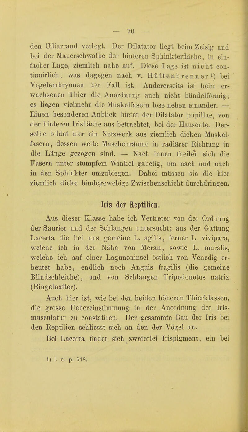 den Ciliarrand verlegt. Der Diktator liegt beim Zeisig und bei der Mauerschwalbe der hinteren Sphinkterfläche, in ein- facher Lage, ziemlich nahe auf. Diese Lage ist nicht con- tinuirlich, was dagegen nach v. Hüttenbrenner1) bei Vogelembryonen der Fall ist. Andererseits ist beim er- wachsenen Thier die Anordnung auch nicht bündeiförmig; es liegen vielmehr die Muskelfasern lose neben einander. — Einen besonderen Anblick bietet der Diktator pupillae, von der hinteren Irisfläche aus betrachtet, bei der Hausente. Der- selbe bildet hier ein Netzwerk aus ziemlich dicken Muskel- fasern, dessen weite Maschenräume in radiärer Richtung in die Länge gezogen sind. — Nach innen theilen sich die Fasern unter stumpfem Winkel gabelig, um nach und nach in den Sphinkter umzubiegen. Dabei müssen sie die hier ziemlich dicke bindegewebige Zwischenschicht durchdringen. Iris der Reptilien. Aus dieser Klasse habe ich Vertreter von der Ordnung der Saurier und der Schlangen untersucht; aus der Gattung Lacerta die bei uns gemeine L. agilis, ferner L. vivipara, welche ich in der Nähe von Meran, sowie L. muralis, welche ich auf einer Laguneninsel östlich von Venedig er- beutet habe, endlich noch Anguis fragilis (die gemeine Blindschleiche), und von Schlangen Tripodonotus natrix (Ringelnatter). Auch hier ist, wie bei den beiden höheren Thierklassen, die grosse Uebereinstimmung in der Anordnung der Iris- musculatur zu constatiren. Der gesammte Bau der Iris bei den Reptilien schliesst sich an den der Vögel an. Bei Lacerta findet sich zweierlei Irispigment, ein bei