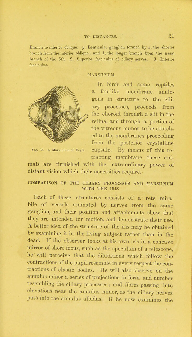 Branch lo inferior oblique, y, Lenticular ganglion formed by z, the shorter branch from the inferior oblique; and 1, the longer branch from the nasa\ branch of the 5th. 2, Superior fasciculus of ciliary nerves. 3, Inferior fEiscicuIus. MARSUPIUM. In birds and some reptiles a fan-like membrane analo- gous in structure to the cili- ary processes, proceeds from the choroid through a slit in the 'retina, and through a portion of the vitreous humor, to be attach- ed to the membranes proceeding from the posterior crystalline Fig. 35. a, Marsupium of Eugle. capsulc. By mcaus of this re- tracting membrane these ani- mals are furnished with the extraordinary power of distant vision which their necessities require. COMPARISON OF THE CILIARY PROCESSES AND MARSUPIUM WITH THE IRIS. Each of these structures consists of a rete mira- bile of vessels animated by nerves from the same ganglion, and their position and attachments show that they are intended for motion, and demonstrate their use. A better idea of the structure of the iris may be obtained by examining it in the living subject rather than in the dead. If the observer looks at his own iris in a concave mirror of short focus, such as the speculum of a elescope, he will perceive that the dilatations which follow the contractions of the pupil resemble in every respect the con- tractions of elastic bodies. He will also observe on the annulus minor a series of prejections in form and number resembling the ciliary processes; and fibres passing into elevations near the annulus minor, as the ciliary nerves pa8.<5 into the annulus albidus. If he now examines the