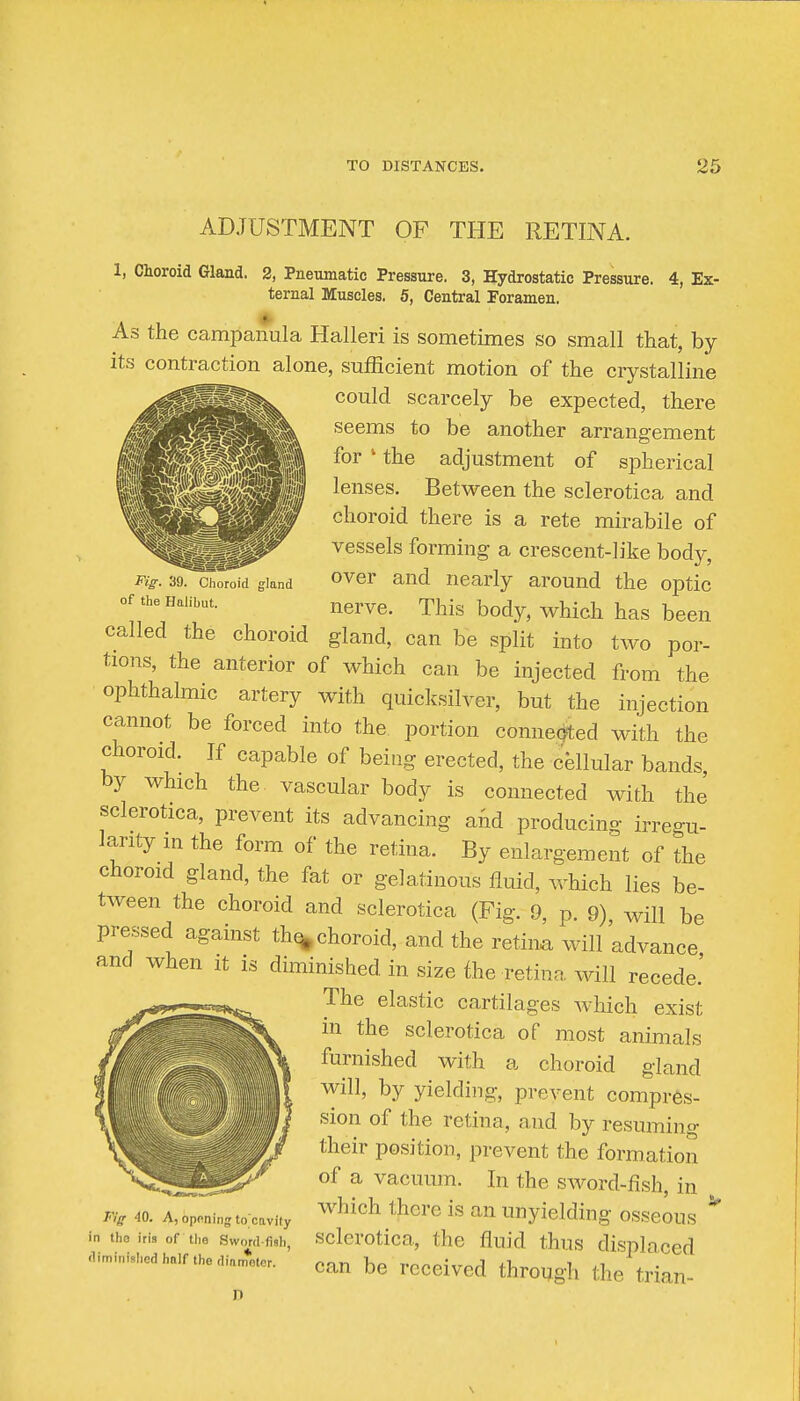 Fig. 39. Choroid gland of the Halibut. ADJUSTMENT OP THE RETINA. 1, Choroid Gland. 2, Pneumatic Pressure. 3, Hydrostatic Pressure. 4, Ex- ternal Muscles. 5, Central Foramen. As the campanula Halleri is sometimes so small that, by its contraction alone, sufficient motion of the crystalline could scarcely be expected, there seems to be another arrangement for ' the adjustment of spherical lenses. Between the sclerotica and choroid there is a rete mirabile of vessels forming a crescent-like body, over and nearly around the optic nerve. This body, which has been called the choroid gland, can be split into two por- tions, the anterior of which can be injected from the ophthalmic artery with quicksilver, but the injection cannot be forced into the portion connected with the choroid. If capable of being erected, the cellular bands, by which the vascular body is connected with the' sclerotica, prevent its advancing and producing irregu- larity in the form of the retina. By enlargement of the choroid gland, the fat or gelatinous fluid, Avhich lies be- tween the choroid and sclerotica (Fig. 9, p. 9) will be pressed against thq^ choroid, and the retiim will advance and when it is diminished in size fhe retina, will recede.' The elastic cartilages which exist in the sclerotica of most animals furnished with a choroid gland will, by yielding, prevent compres- sion of the retina, and by resuminp- their position, prevent the formation of a vacuum. In the sword-fish, in which there is an unyielding osseous ^ sclerotica, the fluid thus displaced can be received through the trian- Fig 40. A, opnning to'cavity in the iris of the Sword-fish, diminislied half the dianieter.