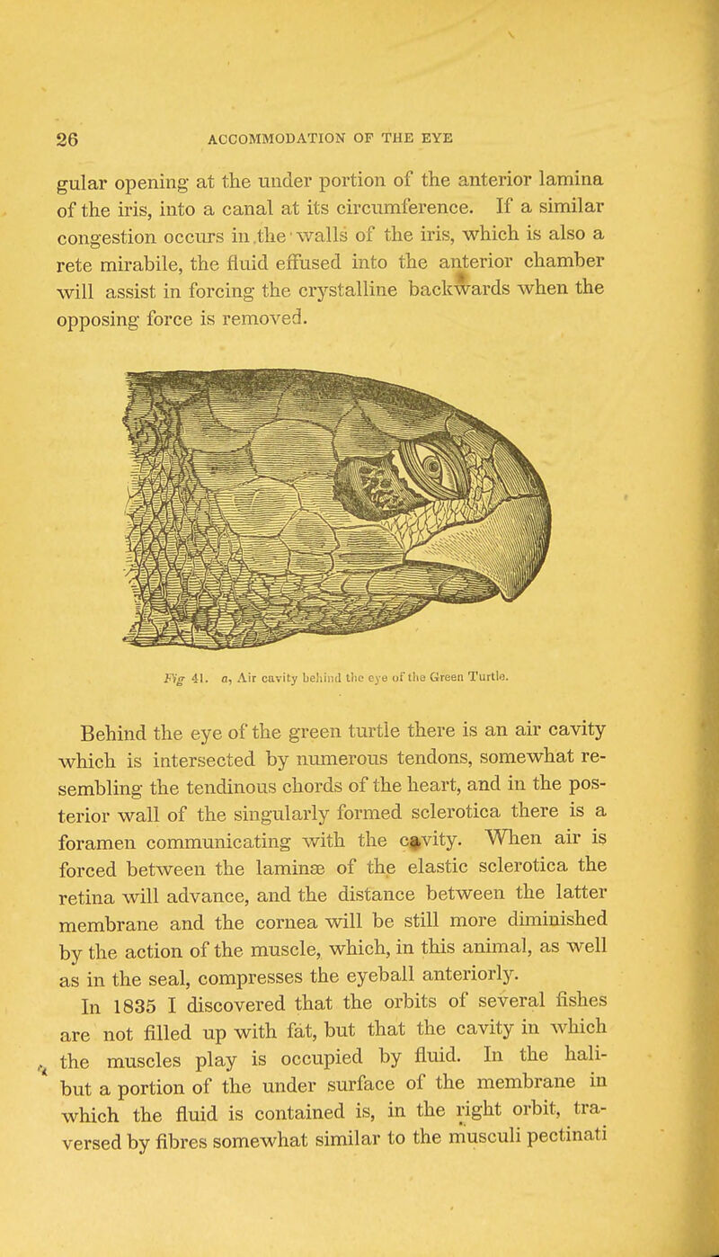 gular opening- at the under portion of the anterior lamina of the iris, into a canal at its circumference. If a similar congestion occurs in ,the • walls of the iris, which is also a rete mirabile, the fluid effused into the anterior chamber will assist in forcing the crystalline backwards when the opposing force is removed. Fig 41. a, Air cavity beliind the eye uf the Green Turtle. Behind the eye of the green turtle there is an air cavity which is intersected by numerous tendons, somewhat re- sembling the tendinous chords of the heart, and in the pos- terior wall of the singularly formed sclerotica there is a foramen communicating with the c|,vity. When air is forced between the laminae of the elastic sclerotica the retina will advance, and the distance between the latter membrane and the cornea will be still more diminished by the action of the muscle, which, in this animal, as well as in the seal, compresses the eyeball anteriorly. In 1835 I discovered that the orbits of several fishes are not filled up with fat, but that the cavity in which the muscles play is occupied by fluid. In the hali- but a portion of the under surface of the membrane in which the fluid is contained is, in the right orbit, tra- versed by fibres somewhat similar to the musculi pectinati