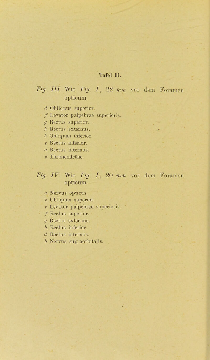 Fig. III. Wie Fig. /., 22 mm. vor dem Foramen opticum. d Obliquus superior. / Levator palpebrae superioris. g Eectus superior. h Rectus externus. h Obliquus inferior. e Rectus inferior. a Rectus internus. c Thränendrüse. Fig. IV. Wie Fig. L, 20 rnm vor dem Foramen opticum. a Nervus opticus, c Obliquus superior. e Levator palpebrae siiperioris. • / Rectus superior. y Rectus externus. // Rectus inferior. • d Rectus internus. b Nervus supraorbitalis.