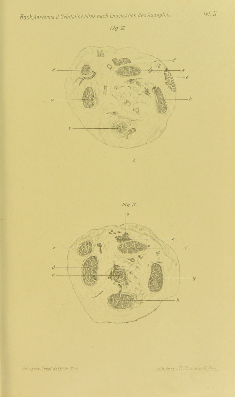 Bock.Anatomie d. Orbilalinhaltes nach Enucleahon des Augapfels. Taf.E